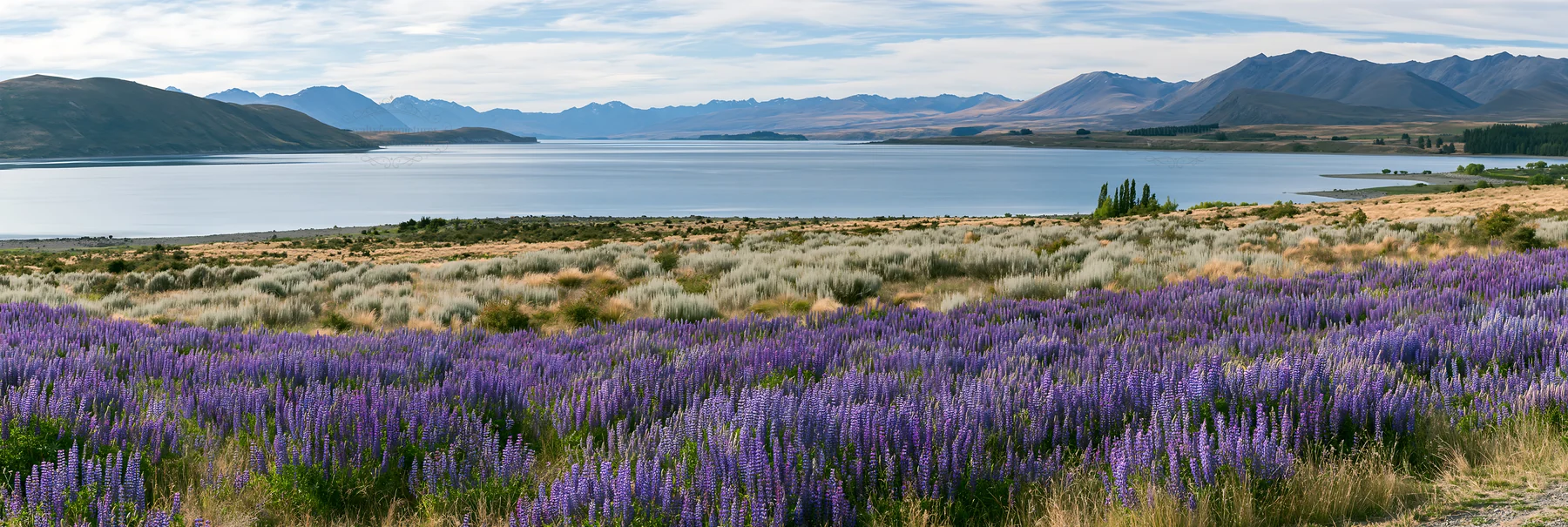 Lupine meadow panorama at Lake Tekapo in New Zealand - AI-generated stock image