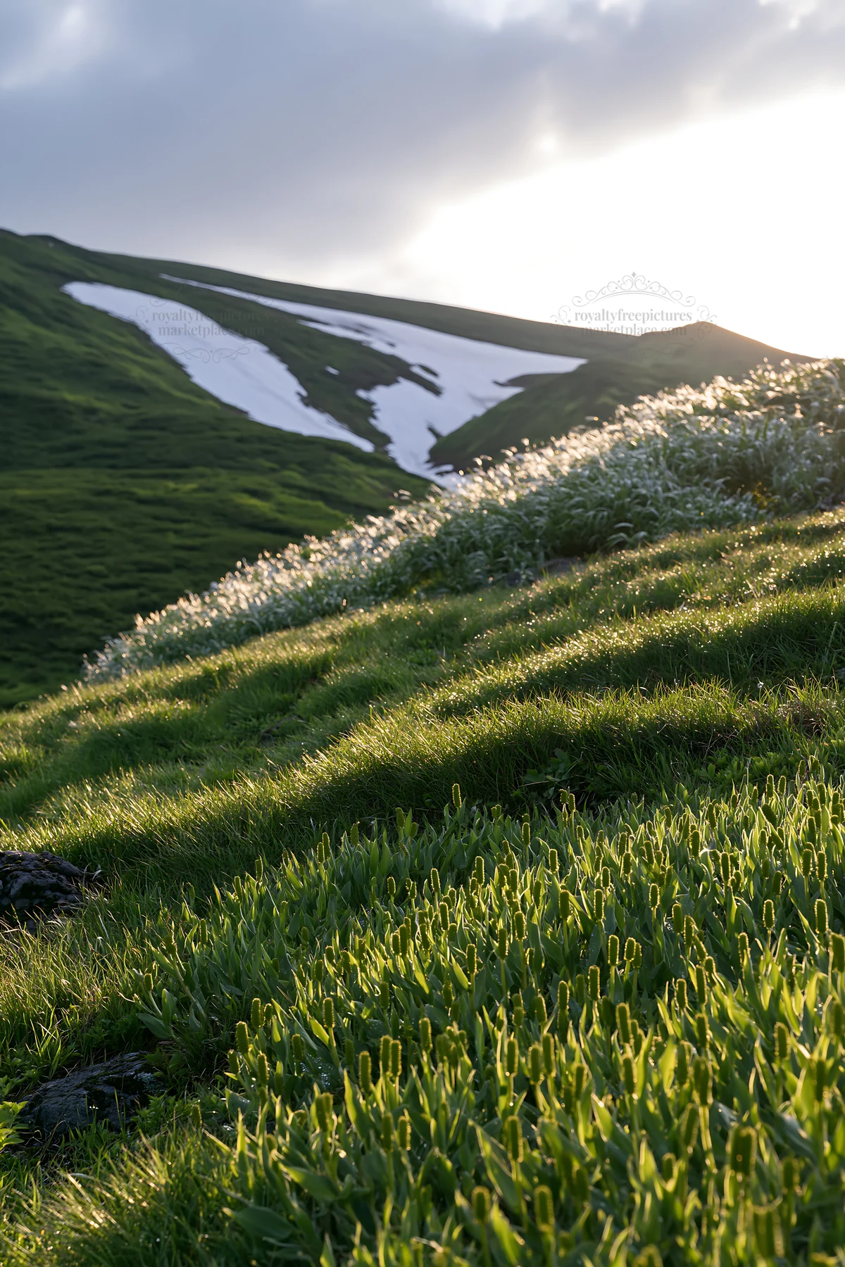 Akita snowmelt meadow with silver grasses in sunny setting - AI-generated stock image