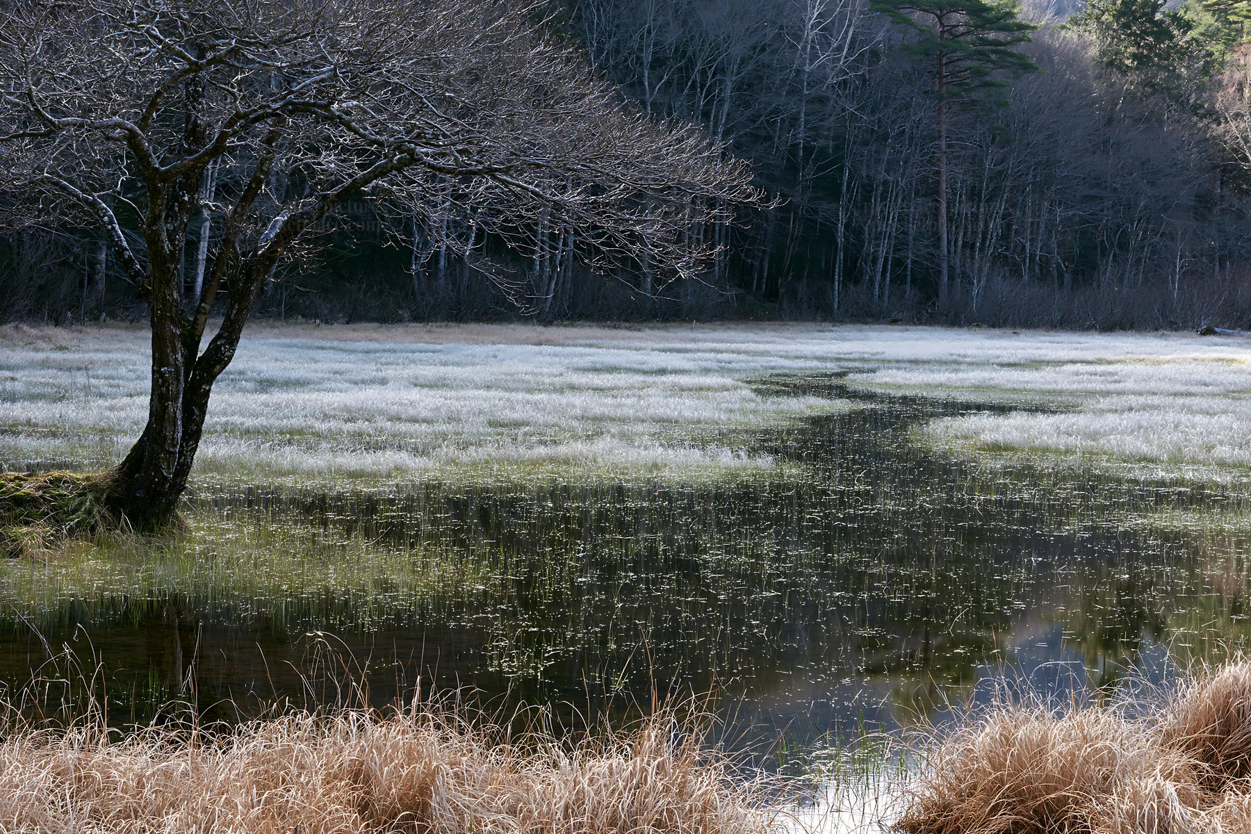 Akita snowmelt meadow with silver grasses and a bare tree - AI-generated stock image