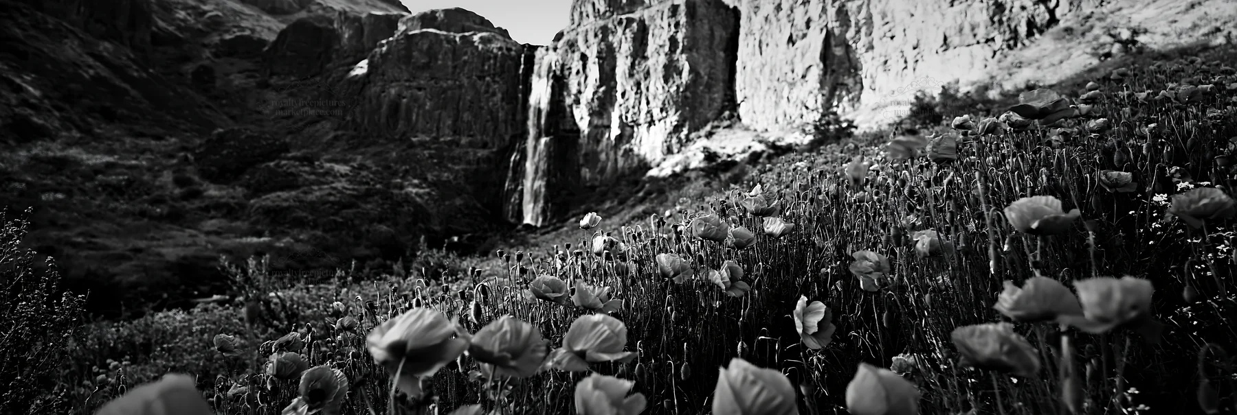Wildflower meadow near a waterfall in summer
