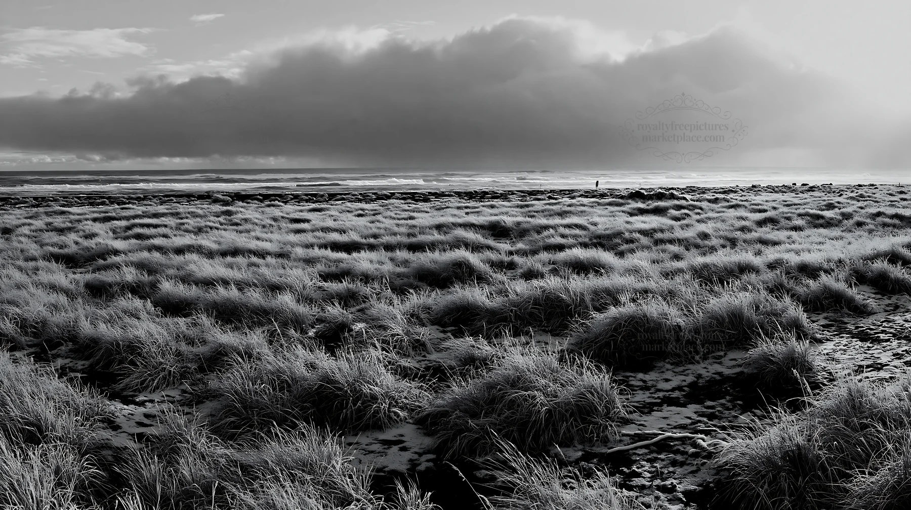 Snowy beach meadow with grass and ocean waves in winter - AI-generated stock image