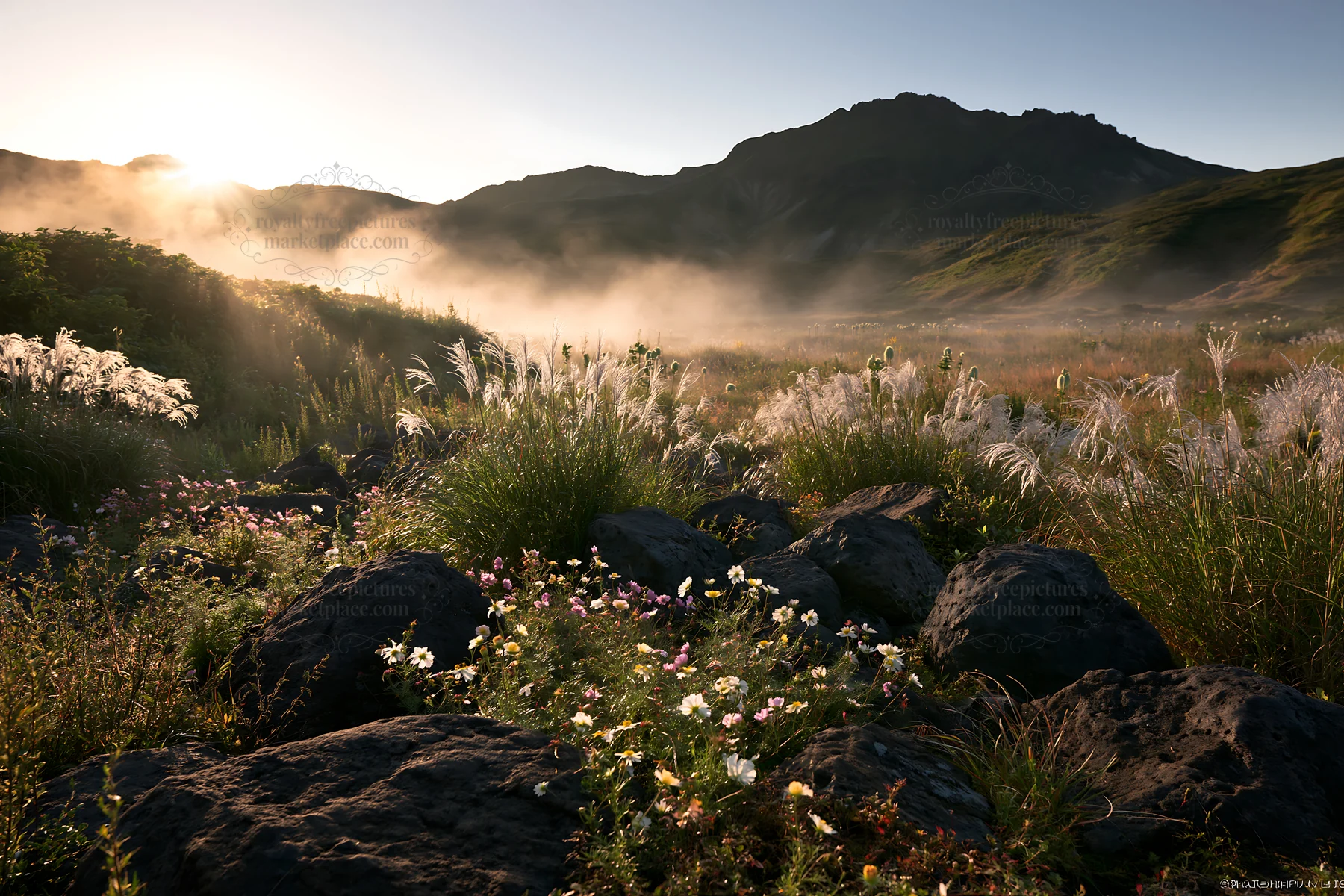 Rewilded Akita silver grass meadow stones showcase natural beauty - AI-generated stock image