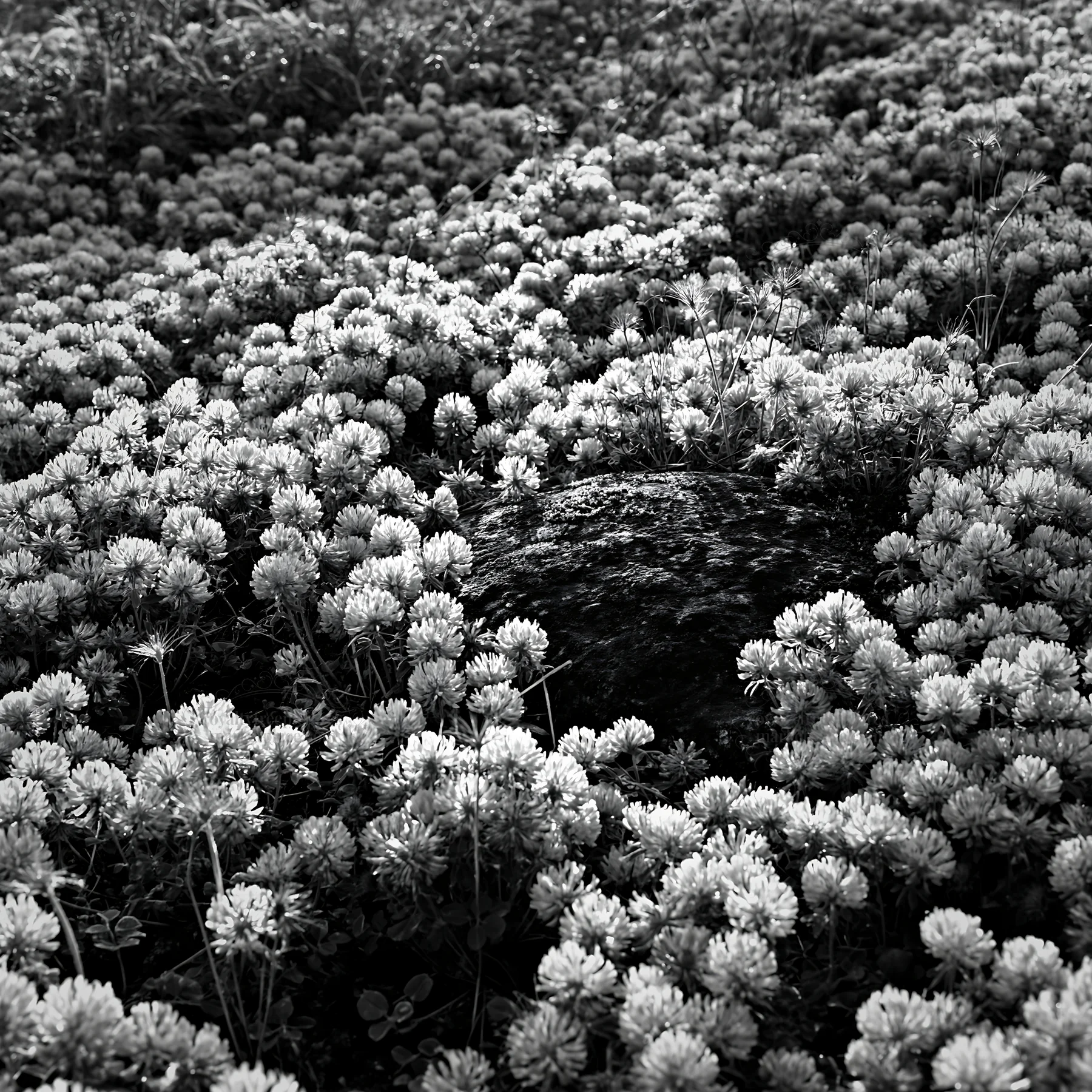 Black and white miyagi spring recovery meadow mossy stone surrounded by flowers - AI-generated stock image