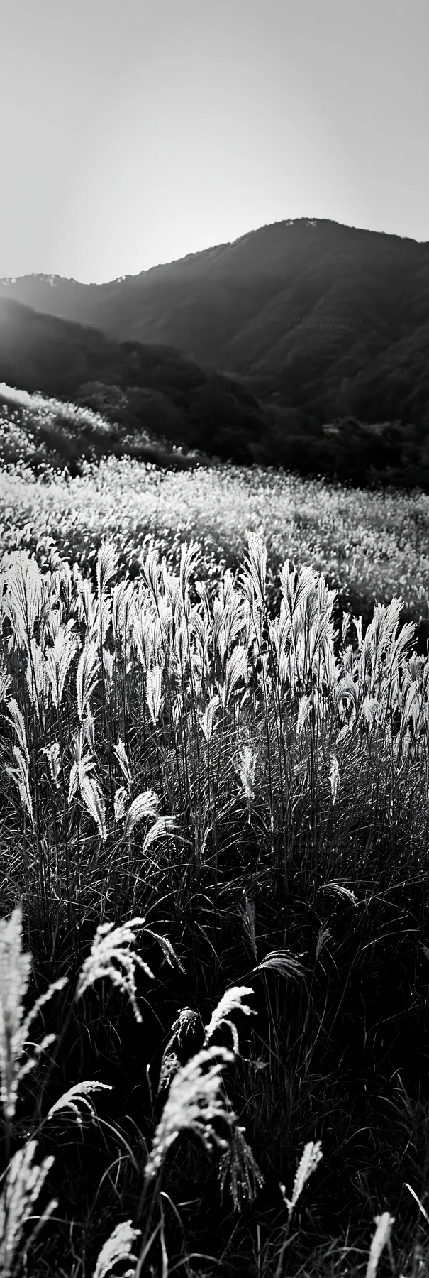 Black and white okayama golden meadow with seedhead foreground glows at sunset - AI-generated stock image