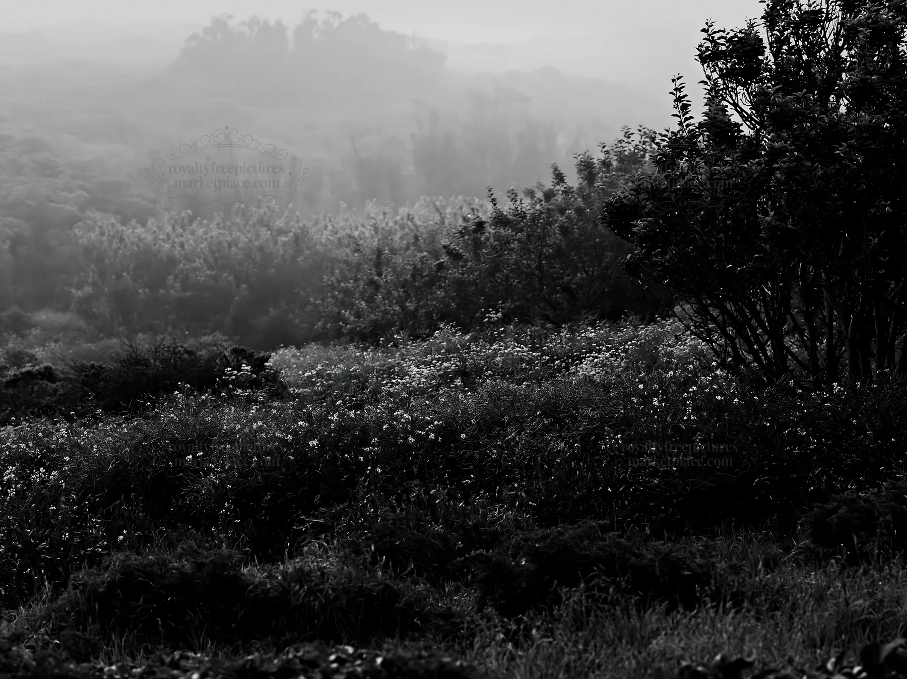Black and white seaside orchard meadow with fog and greenery - AI-generated stock image