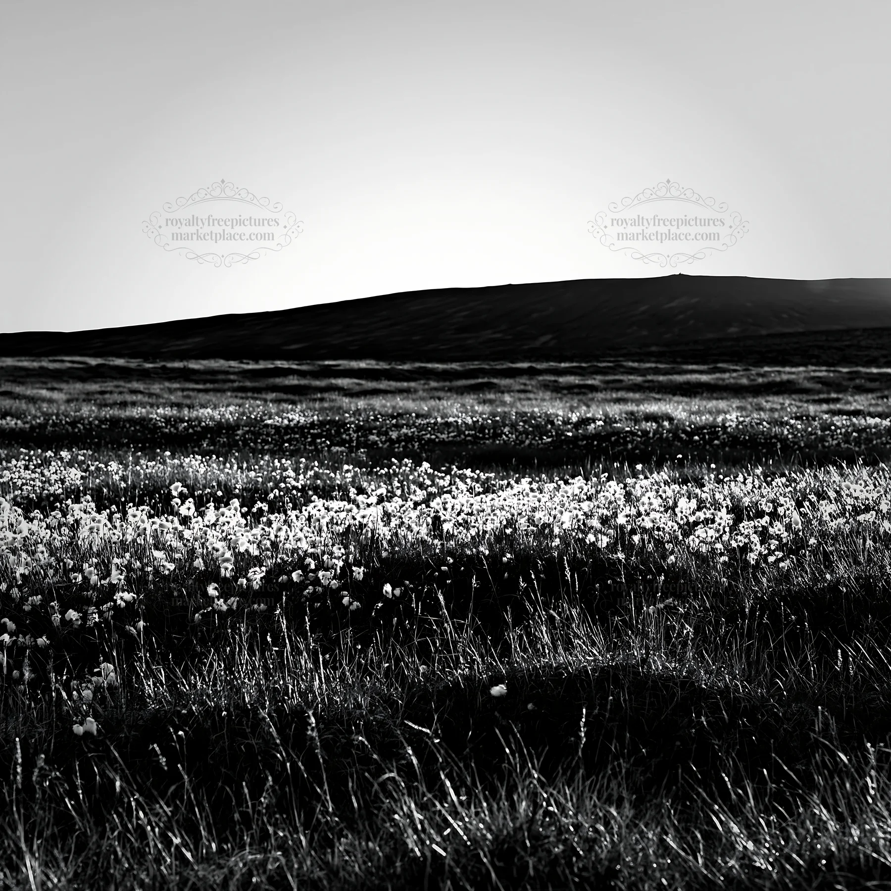 Cottongrass meadow glow in natural light - AI-generated stock image