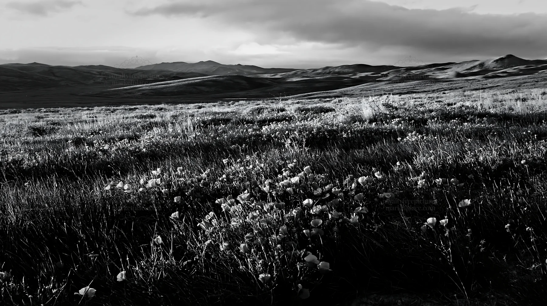 Black and white cloudy foothill meadow with red flowers in open landscape - AI-generated stock image