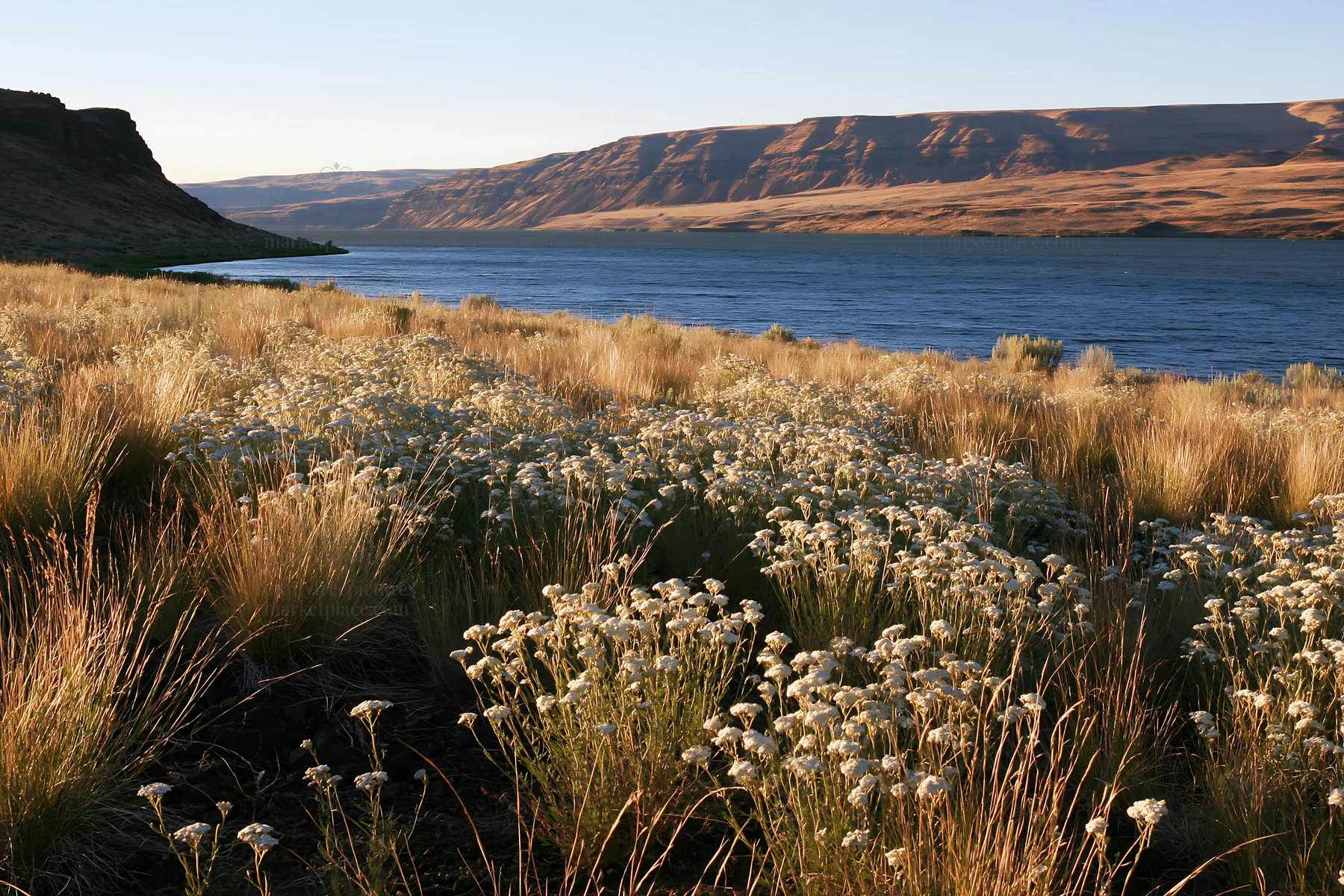 Sunlit lakeside meadow with flowers and water - AI-generated stock image