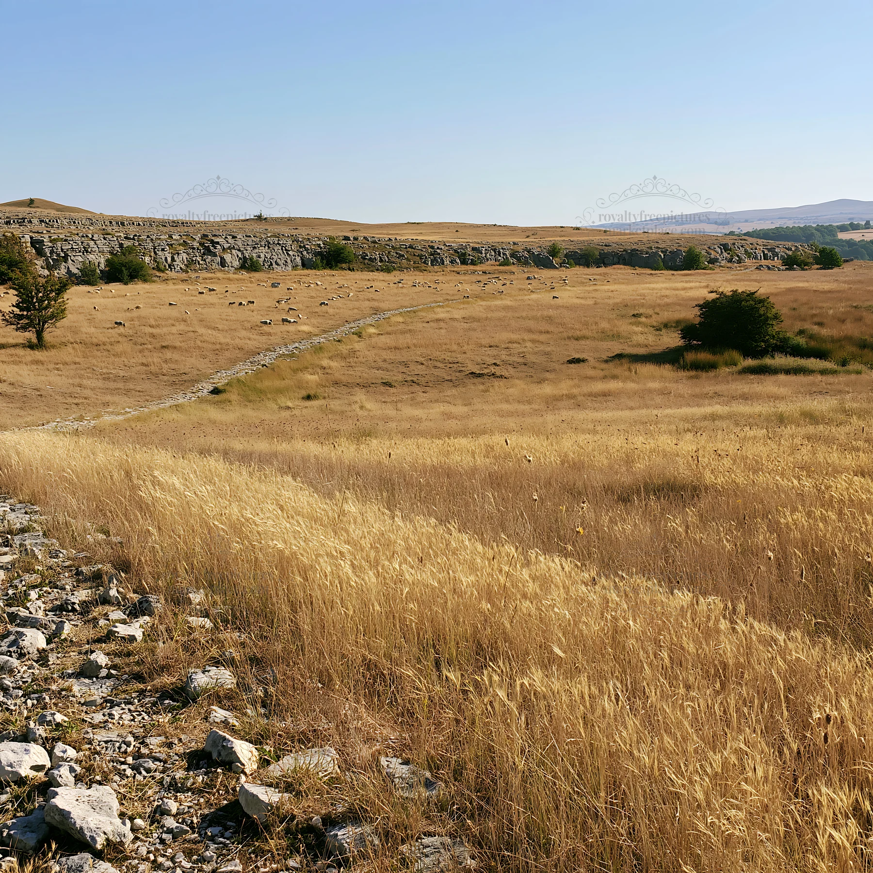 Meadow scene with seedheads under clear sky - AI-generated stock image