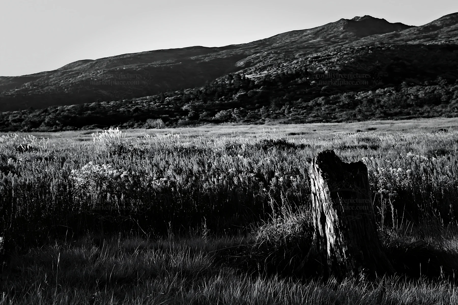 Black and white fukushima native meadow with weathered stump during sunset - AI-generated stock image