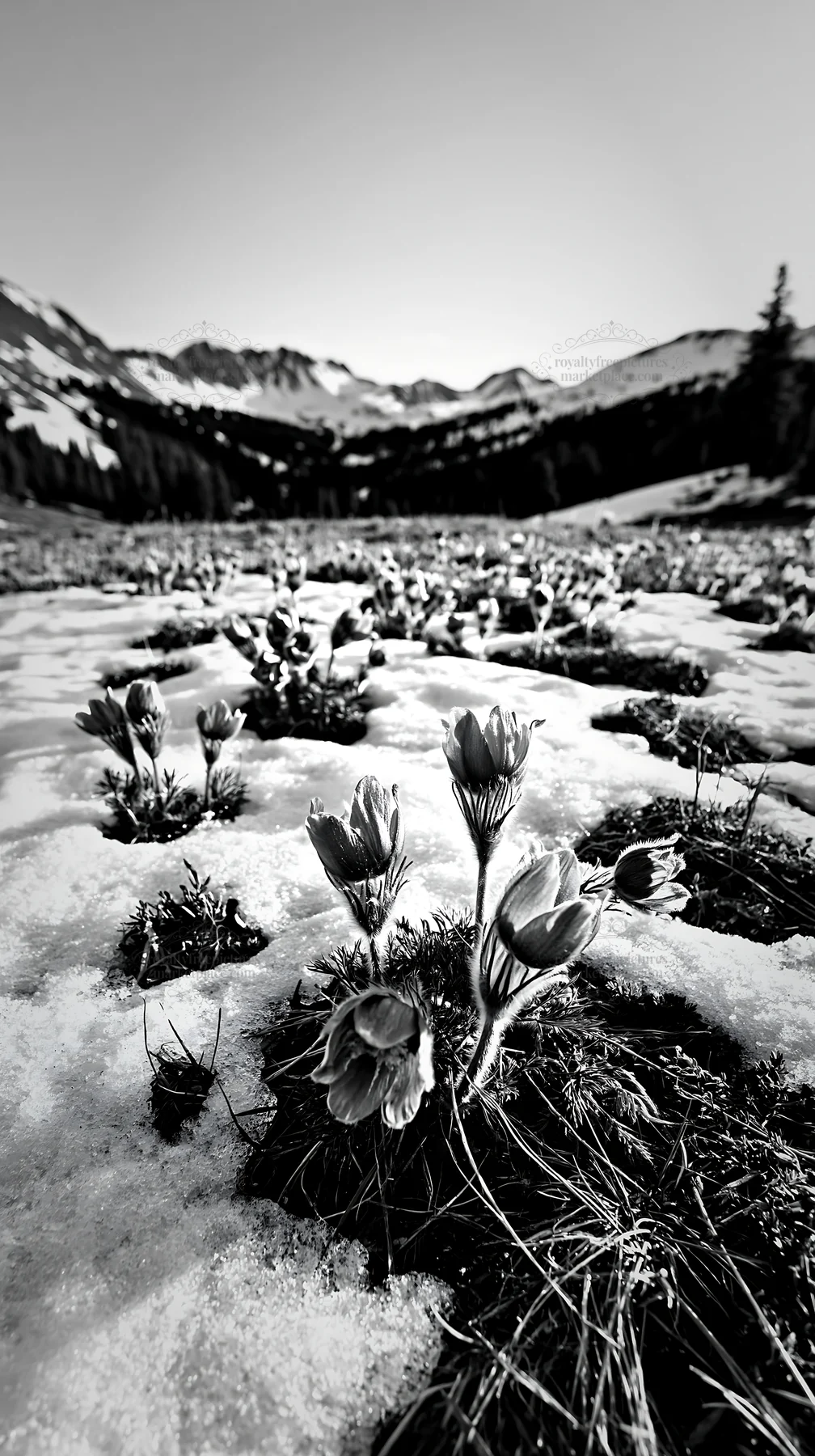 Black and white snowy highland meadow with blooming purple flowers - AI-generated stock image