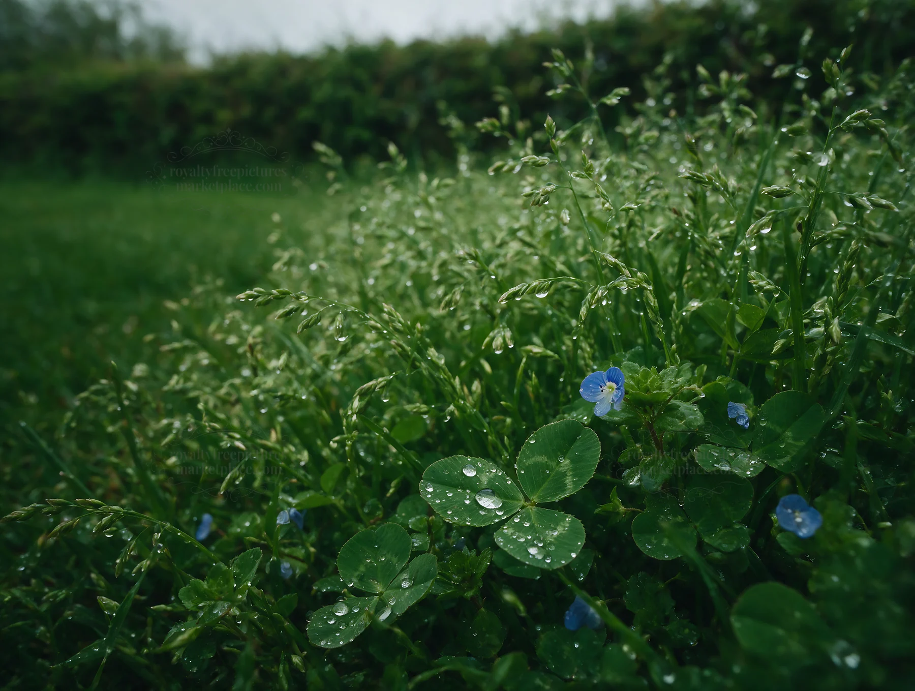 Clover speedwell meadow with rain droplets on leaves - AI-generated stock image