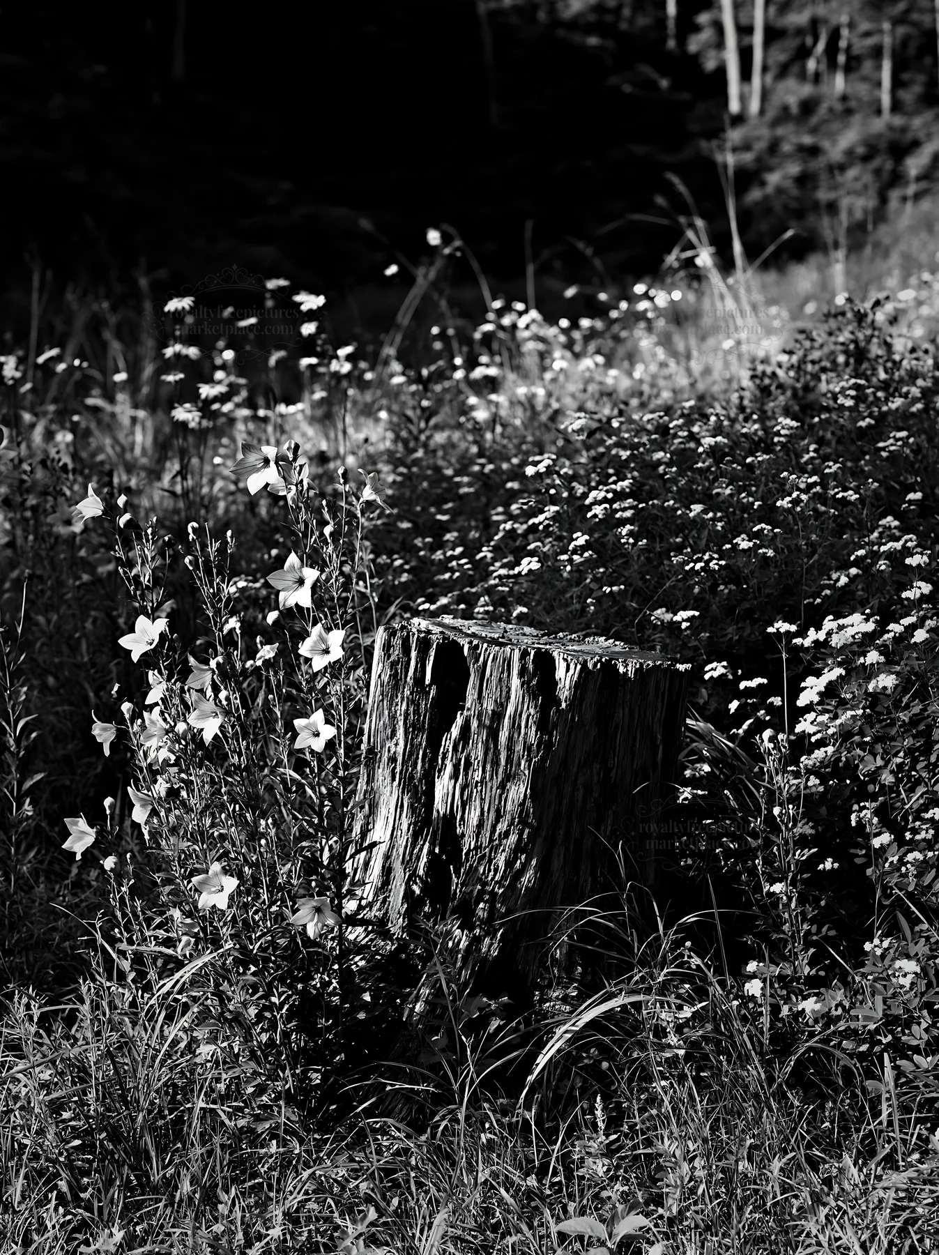 Black and white fukushima native meadow with weathered stump - AI-generated stock image