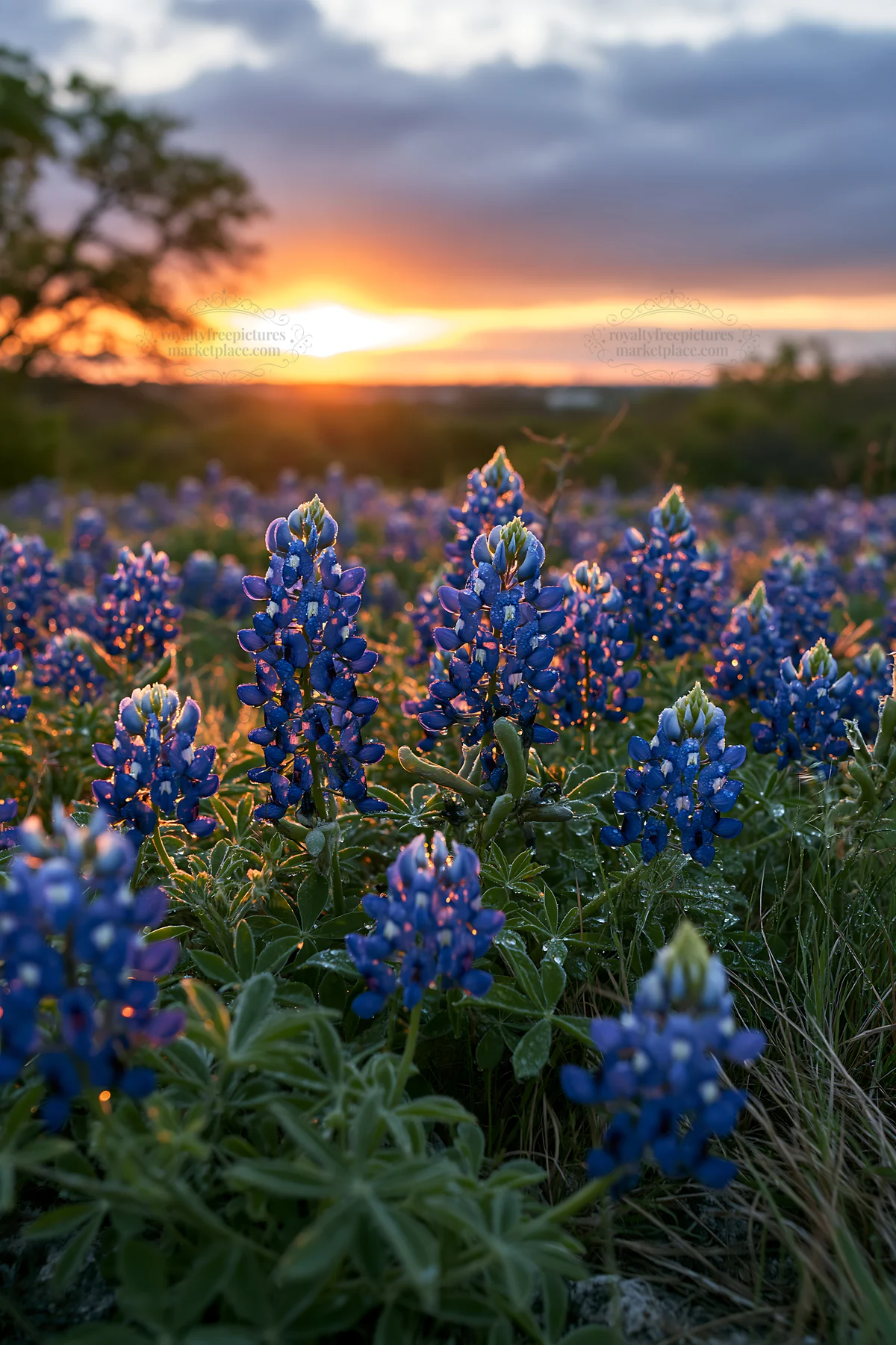 Bluebonnet meadow sunrise with warm light and blooming flowers - AI-generated stock image
