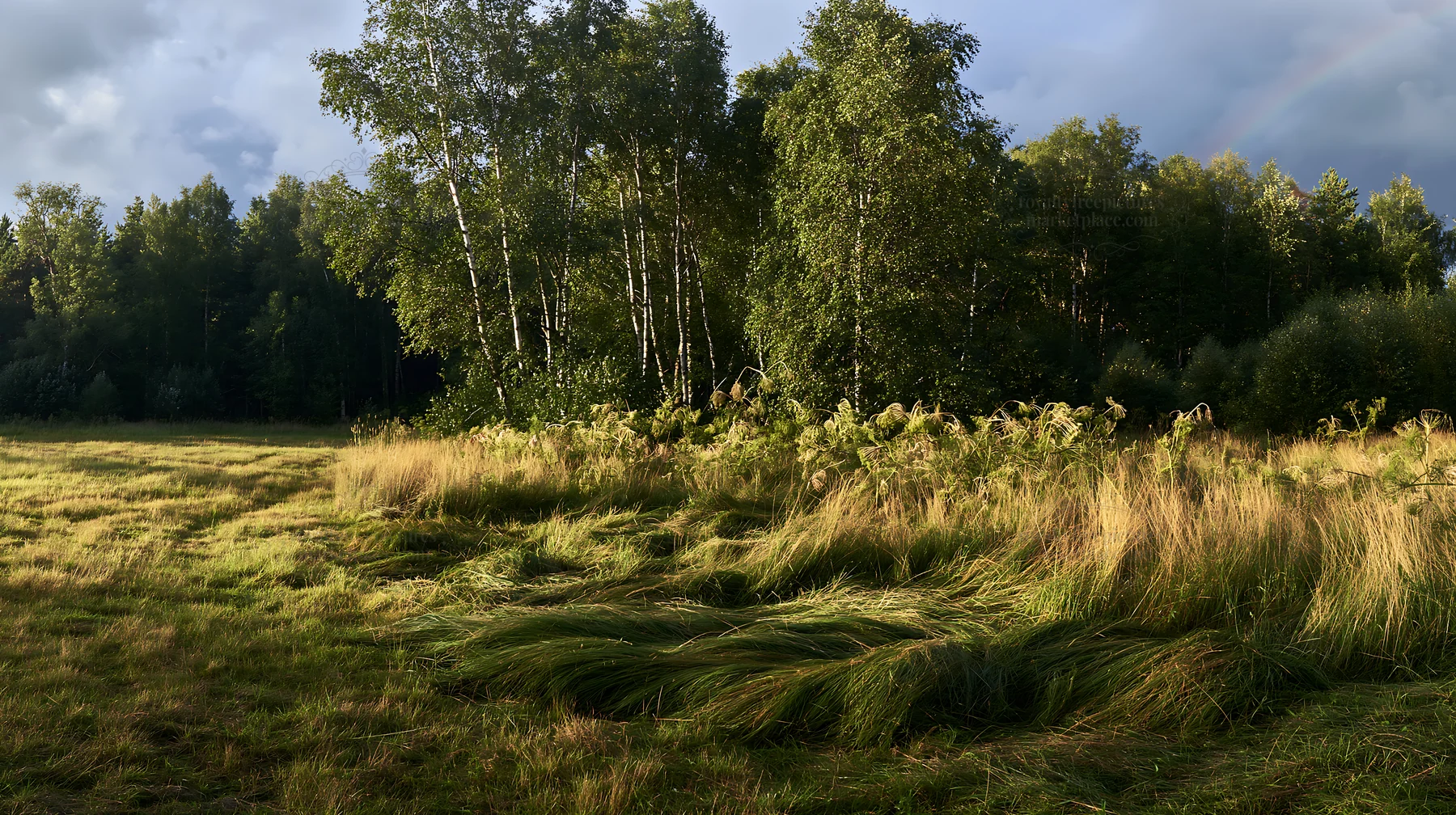 Birch forest meadow with tall grass under cloudy sky - AI-generated stock image