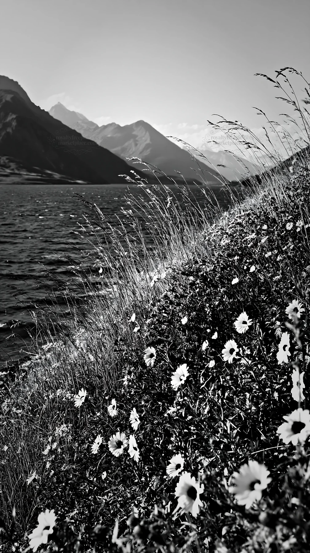Black and white swiss meadow beside alpine lake with wildflowers along the shore - AI-generated stock image