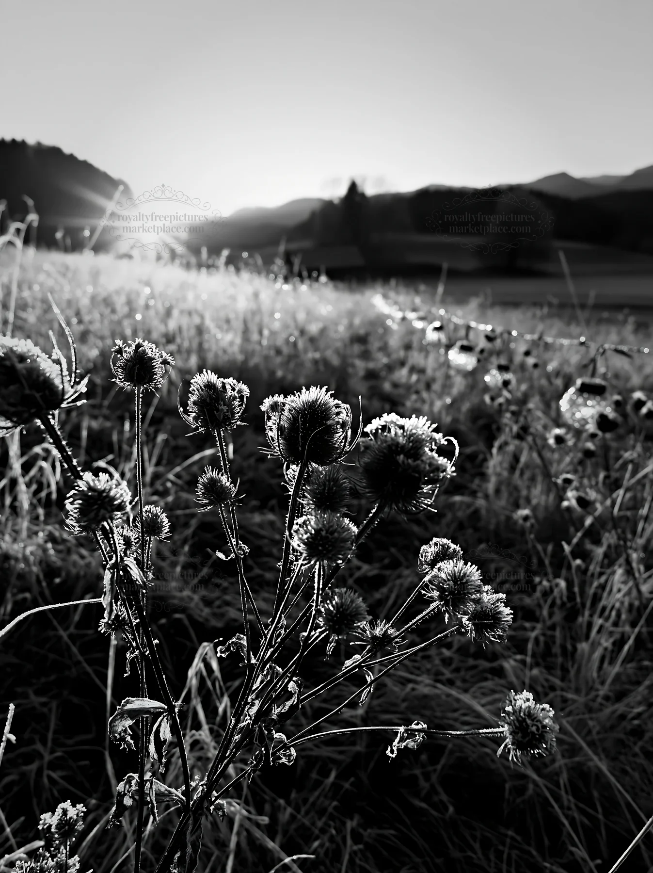 Frosty meadow with seedheads and lanterns at sunrise - AI-generated stock image