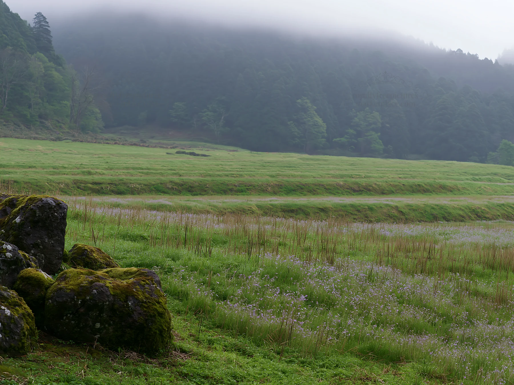 Miyagi spring recovery meadow mossy stone in the landscape - AI-generated stock image