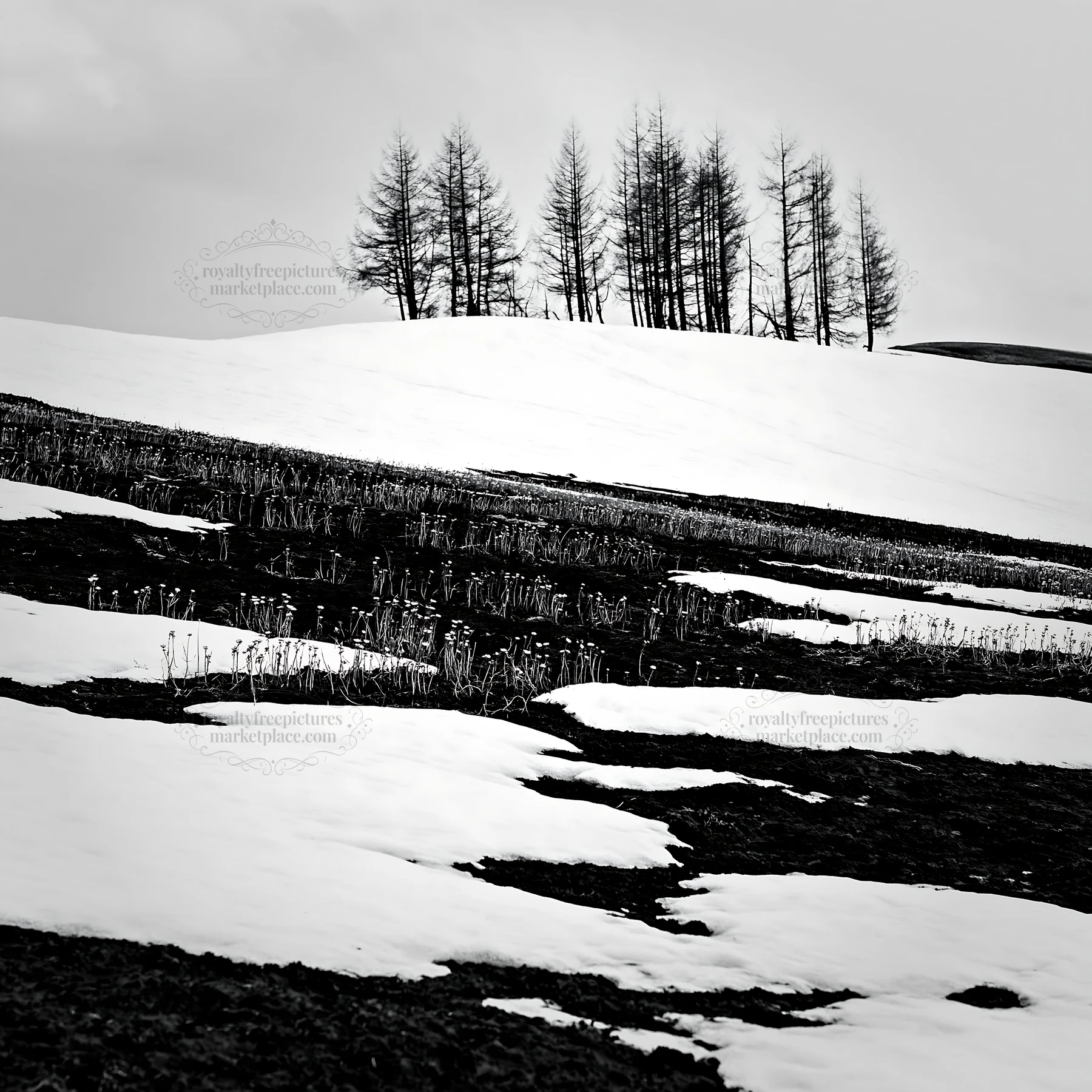 Black and white snow covered Biei hills meadow with patches of ground visible - AI-generated stock image