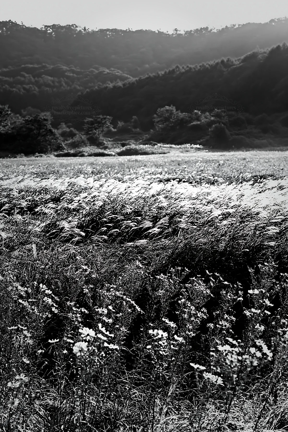 Black and white expansive Hokkaido restoration meadow with dewdrops - AI-generated stock image