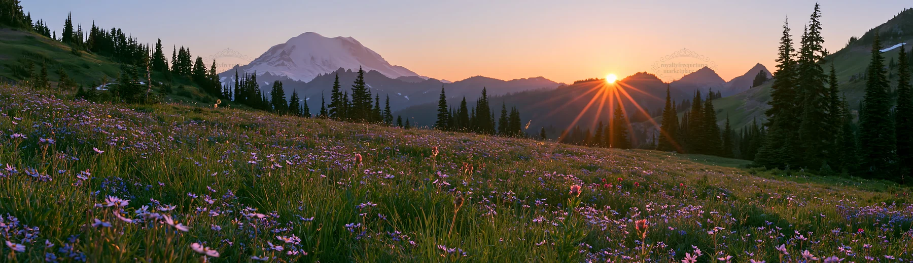 Mount Rainier wildflower meadow sunrise captures morning light - AI-generated stock image