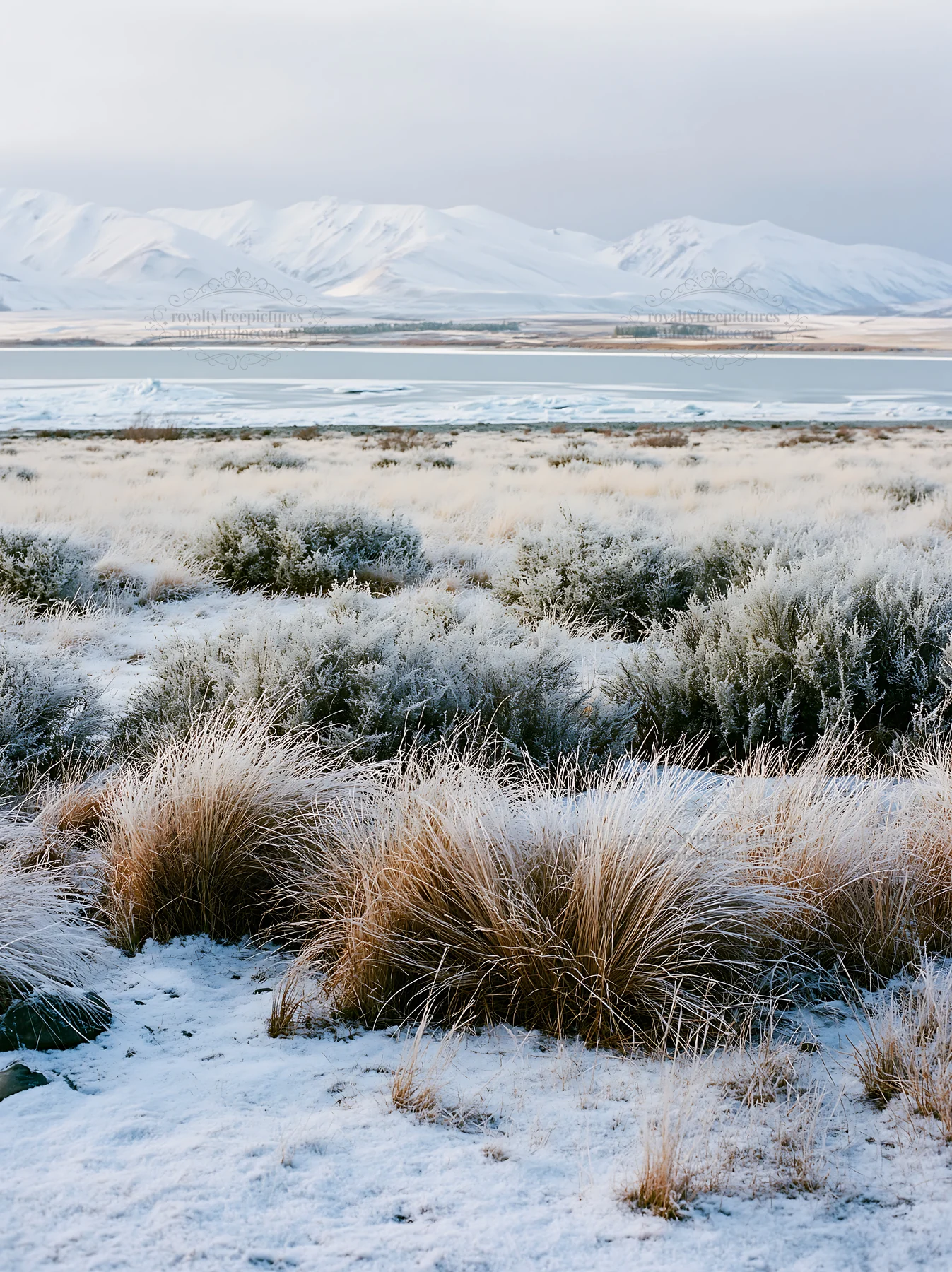 Meadow at Lake Tekapo with snowy alps in the background - AI-generated stock image