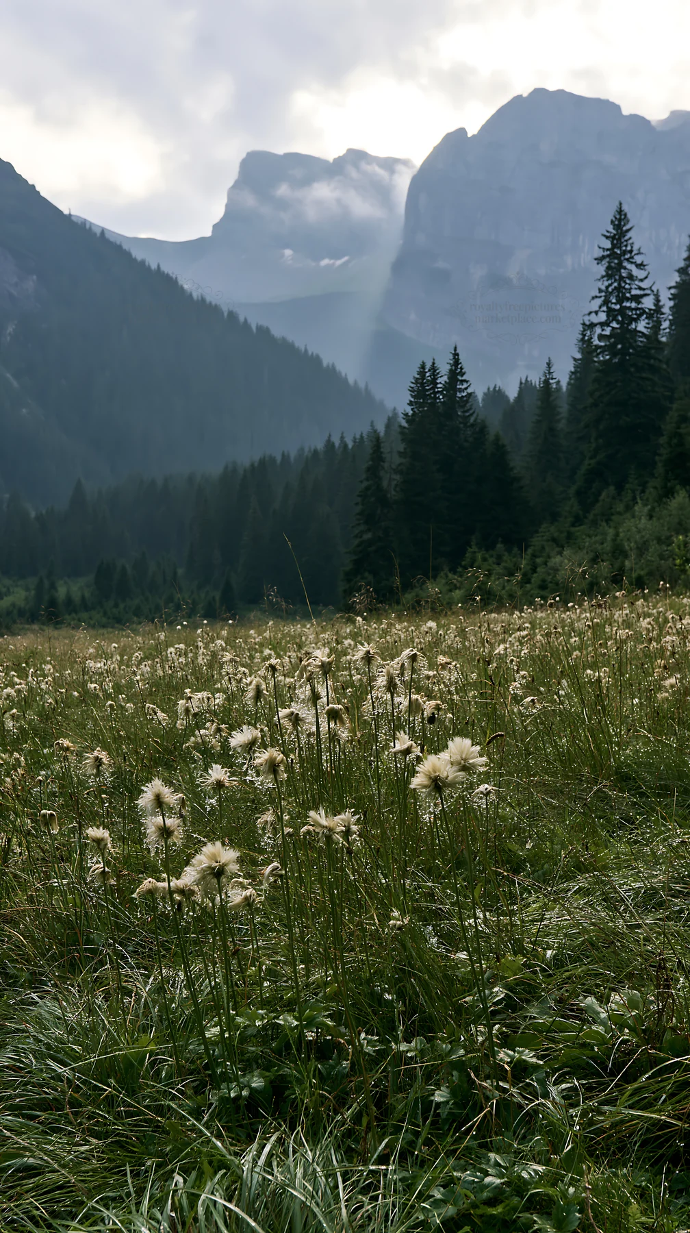 Rain soaked meadow with mountains in the background - AI-generated stock image