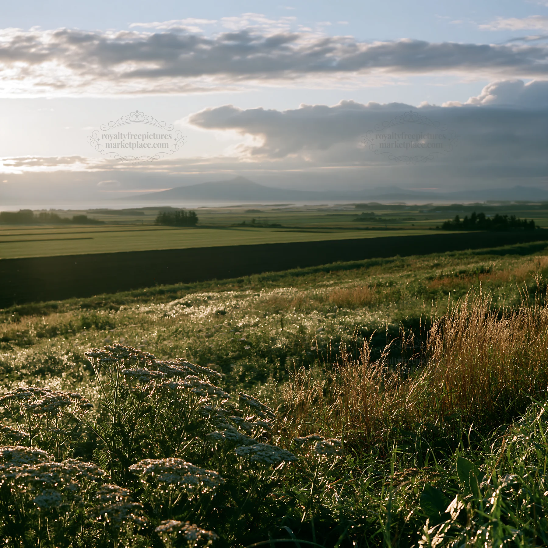 Expansive Hokkaido restoration meadow with dewdrops - AI-generated stock image