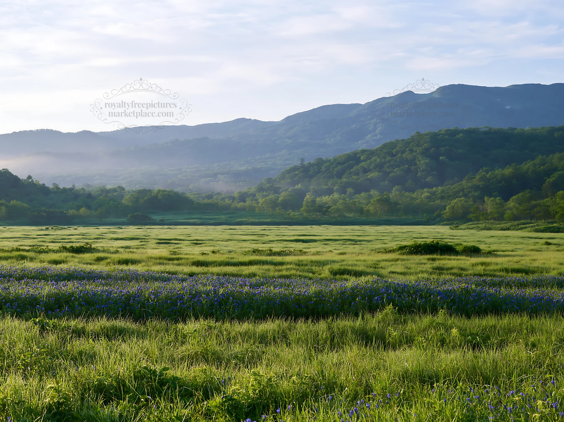 Expansive Hokkaido restoration meadow with dewdrops - AI-generated stock image