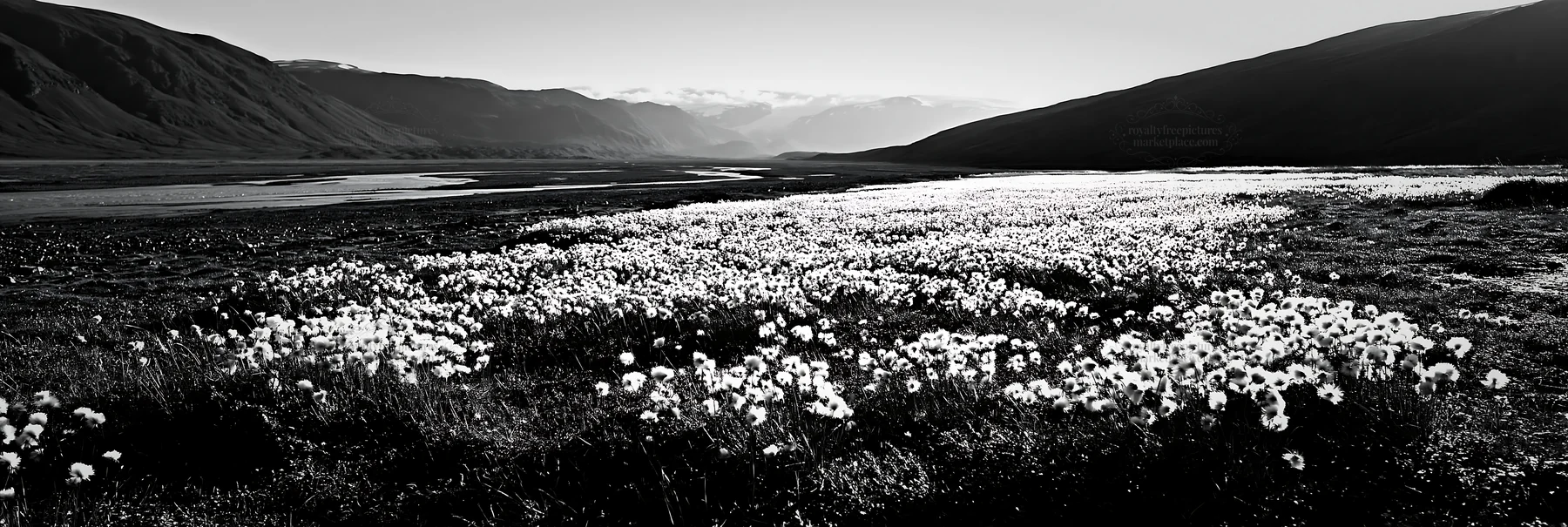 Cottongrass meadow in black and white at dusk - AI-generated stock image