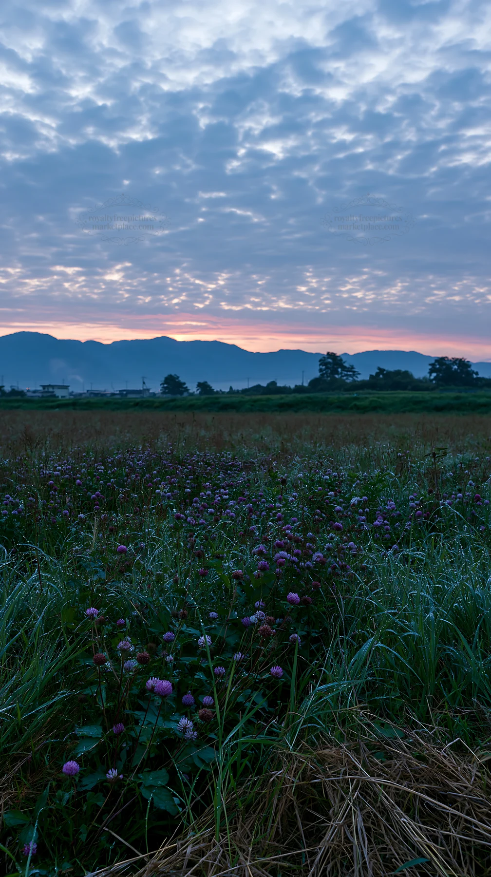 Niigata floodplain restoration meadow dew foreground at dawn - AI-generated stock image
