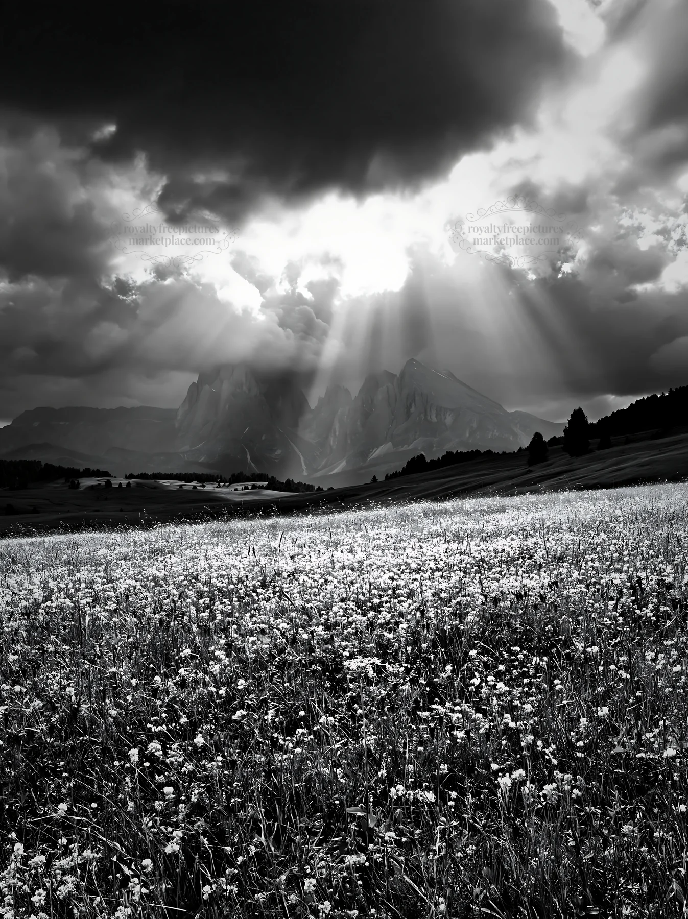 Sunbeams over Alpe di Siusi meadow with flowers - AI-generated stock image