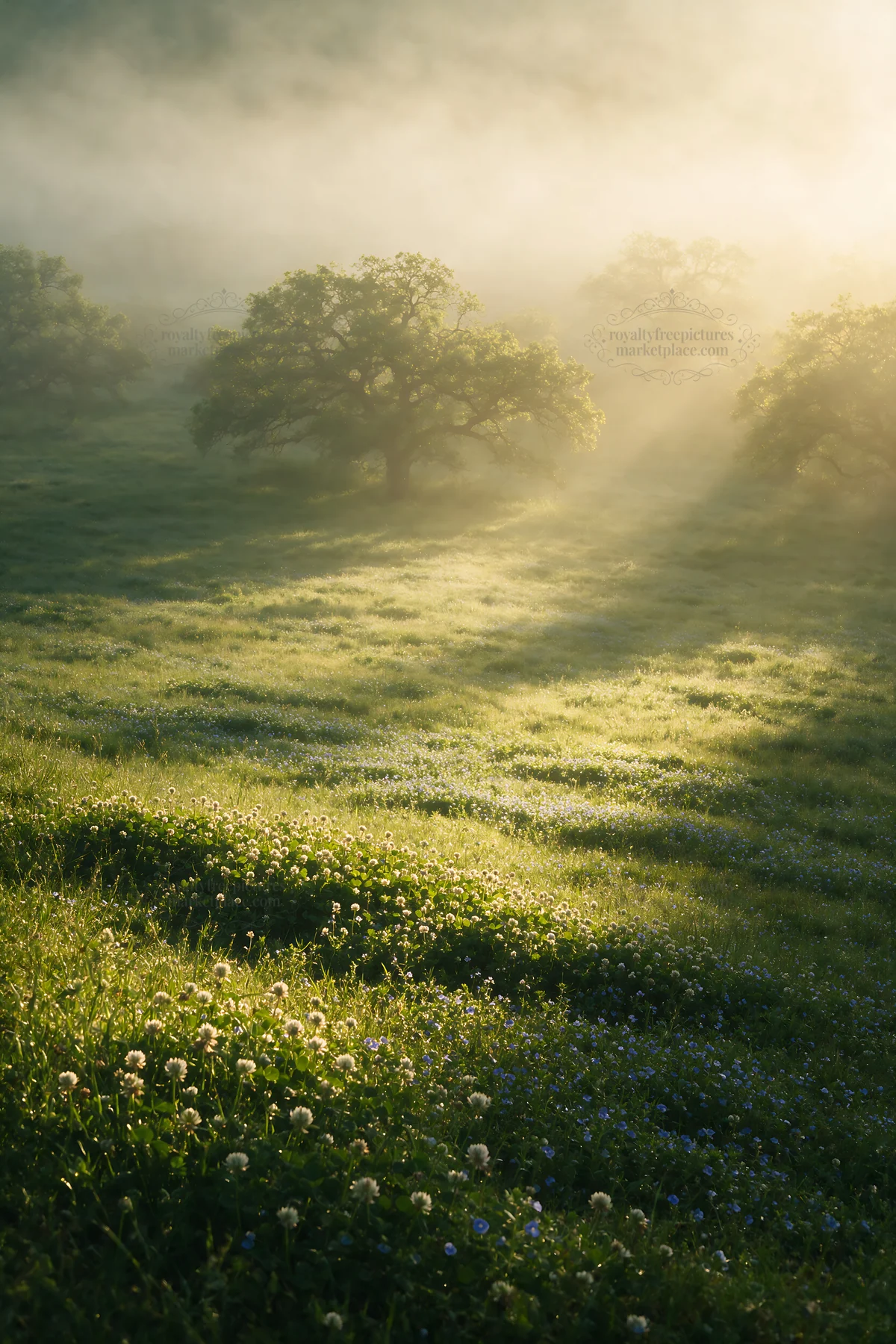 Clover speedwell meadow in soft morning light - AI-generated stock image