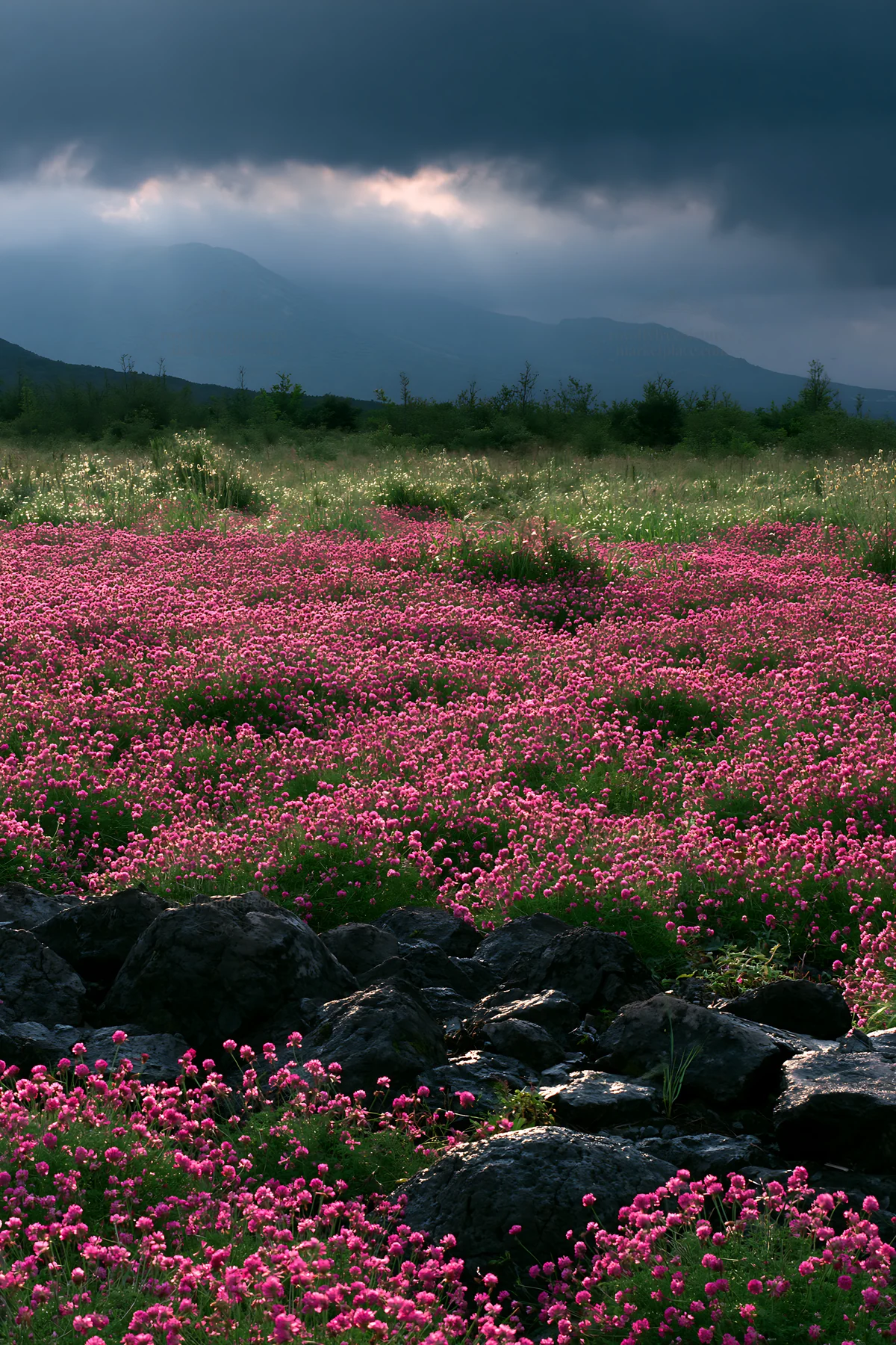 Kumamoto volcanic meadow with dark rock and pink flowers - AI-generated stock image
