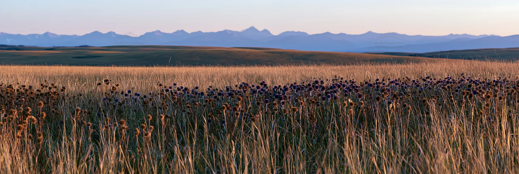Meadow seedheads backlit by dusk light in rural landscape - AI-generated stock image