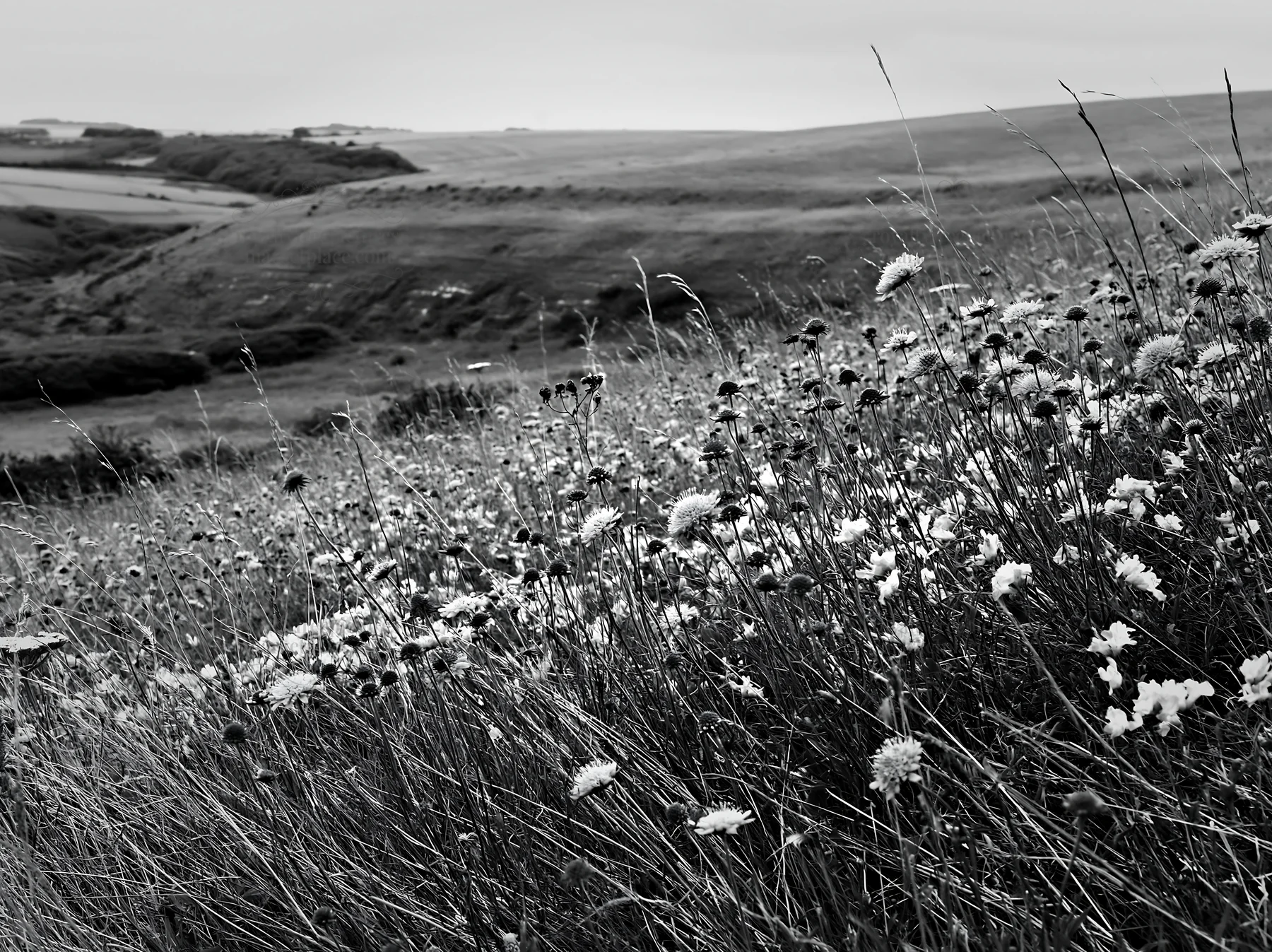 Cloudy chalk meadow with wildflowers in black and white - AI-generated stock image