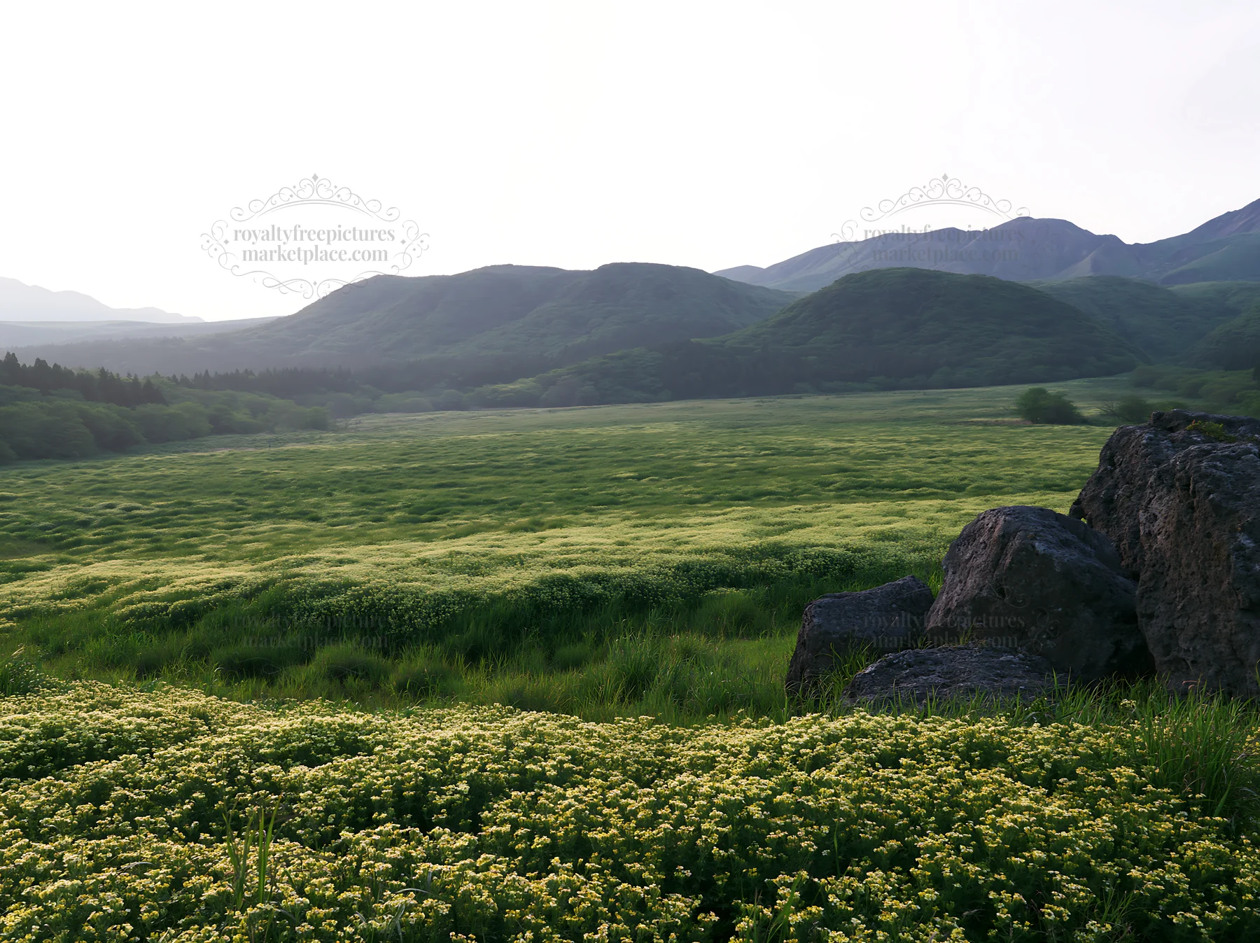 Kumamoto volcanic meadow dark rock foreground with flowers - AI-generated stock image