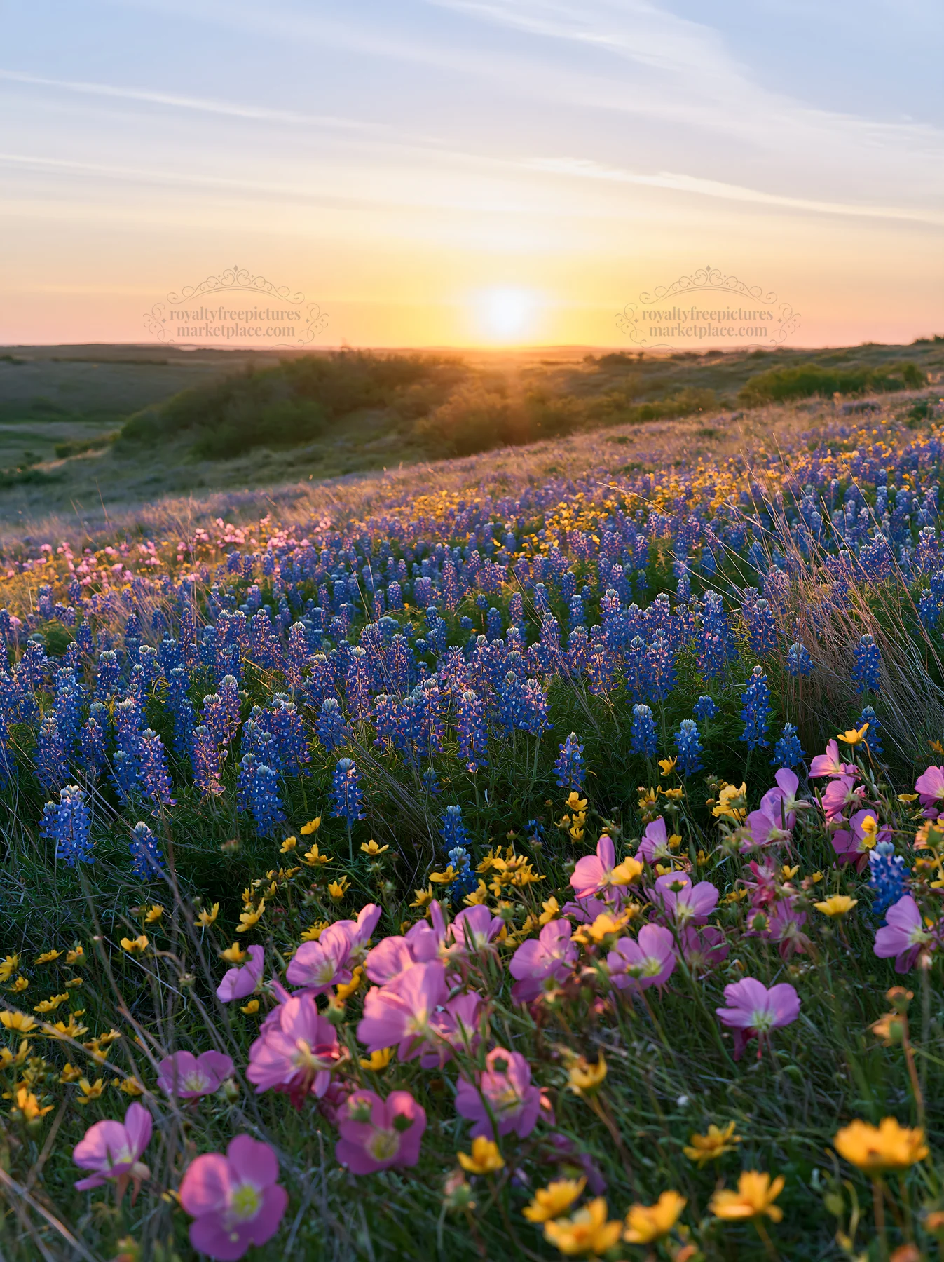 Bluebonnet meadow at sunrise in Texas - AI-generated stock image