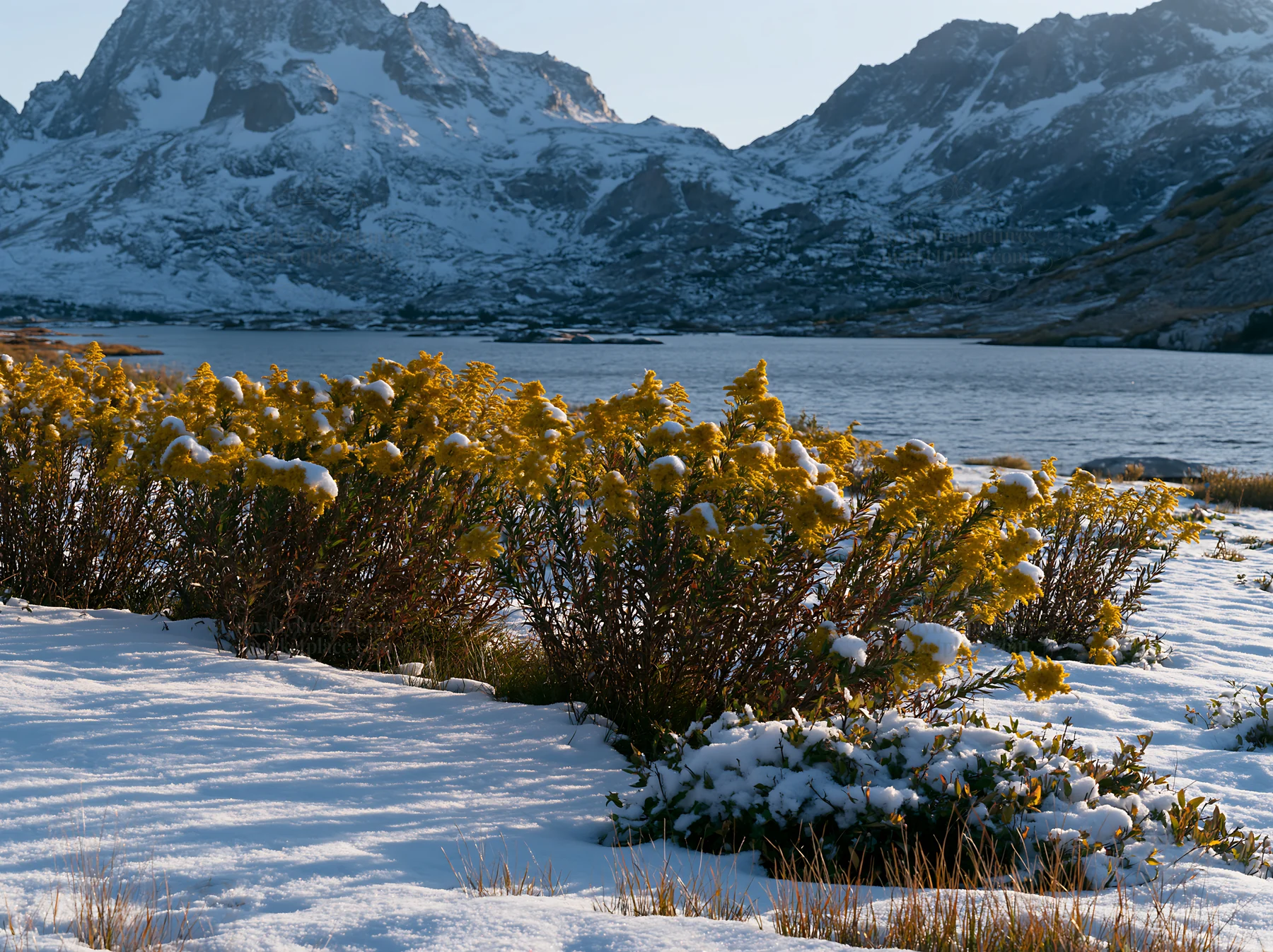 Lakeside meadow covered in snow after first snowfall - AI-generated stock image