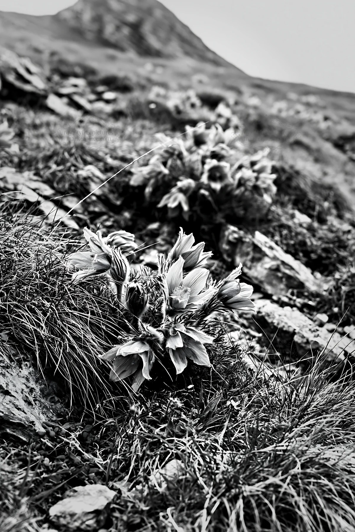 Cloudy pasque flower meadow with rocky terrain - AI-generated stock image