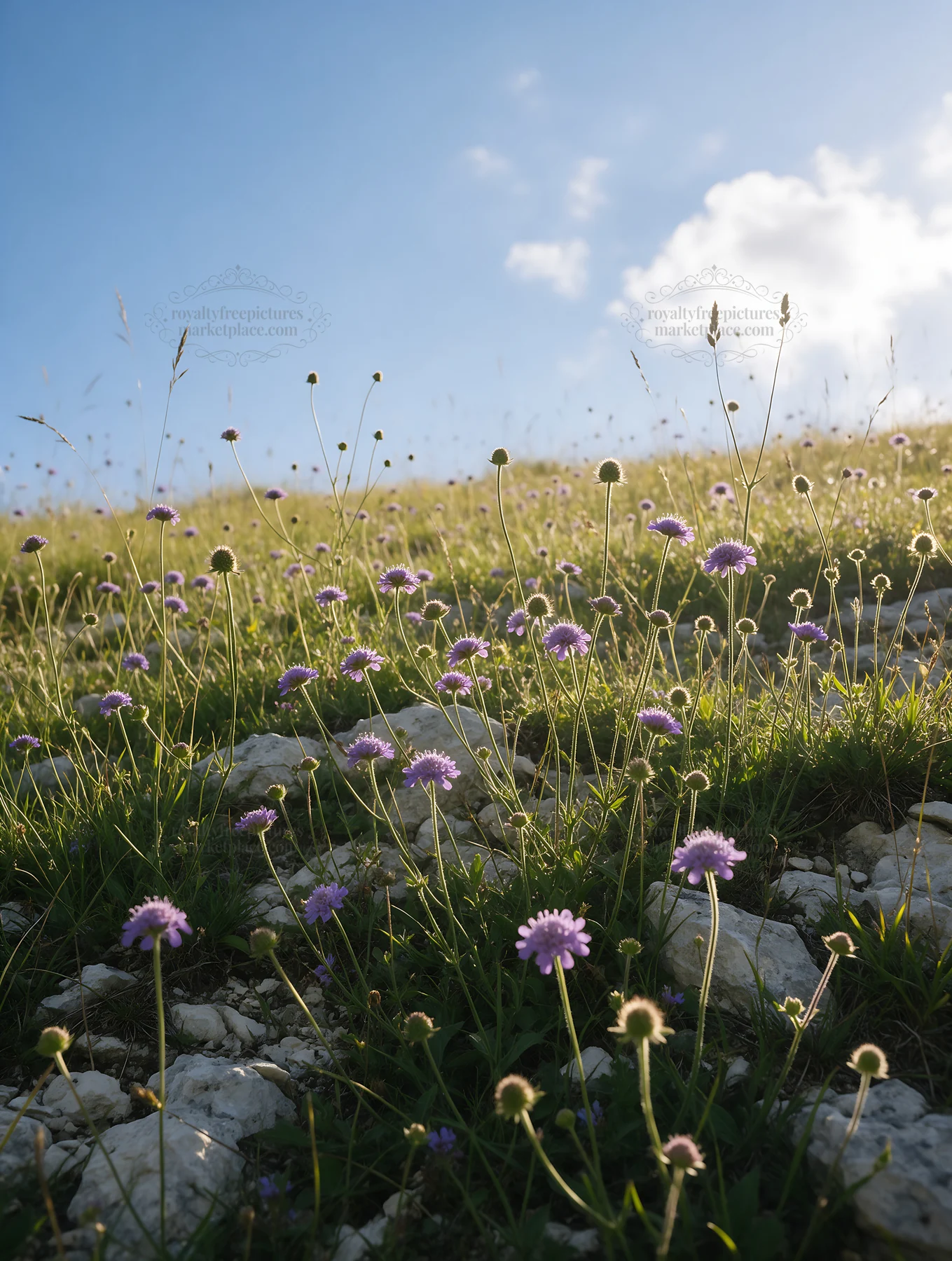Sunny limestone meadow with flowers and open sky - AI-generated stock image