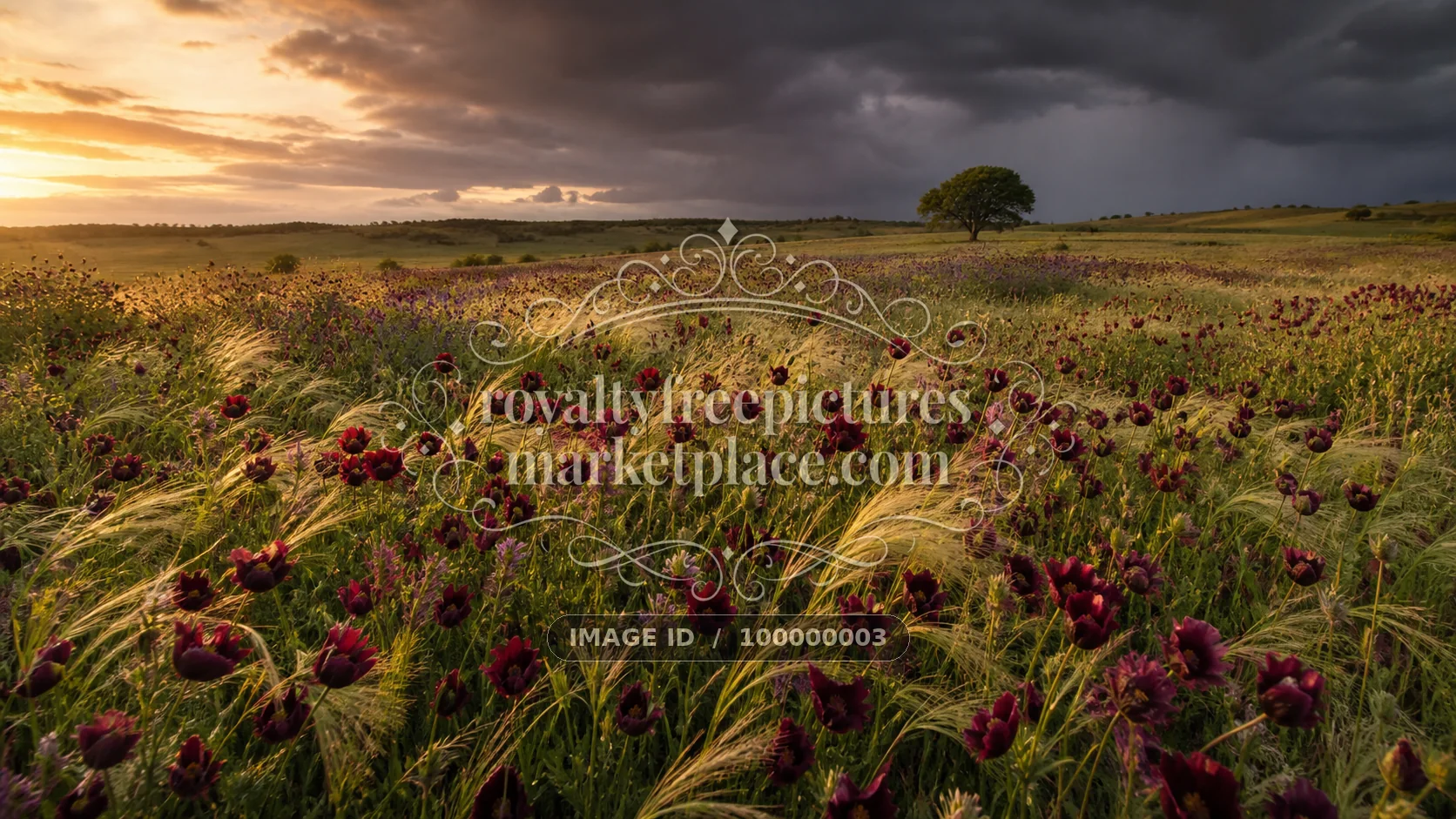 Burgundy Meadow Before the Storm