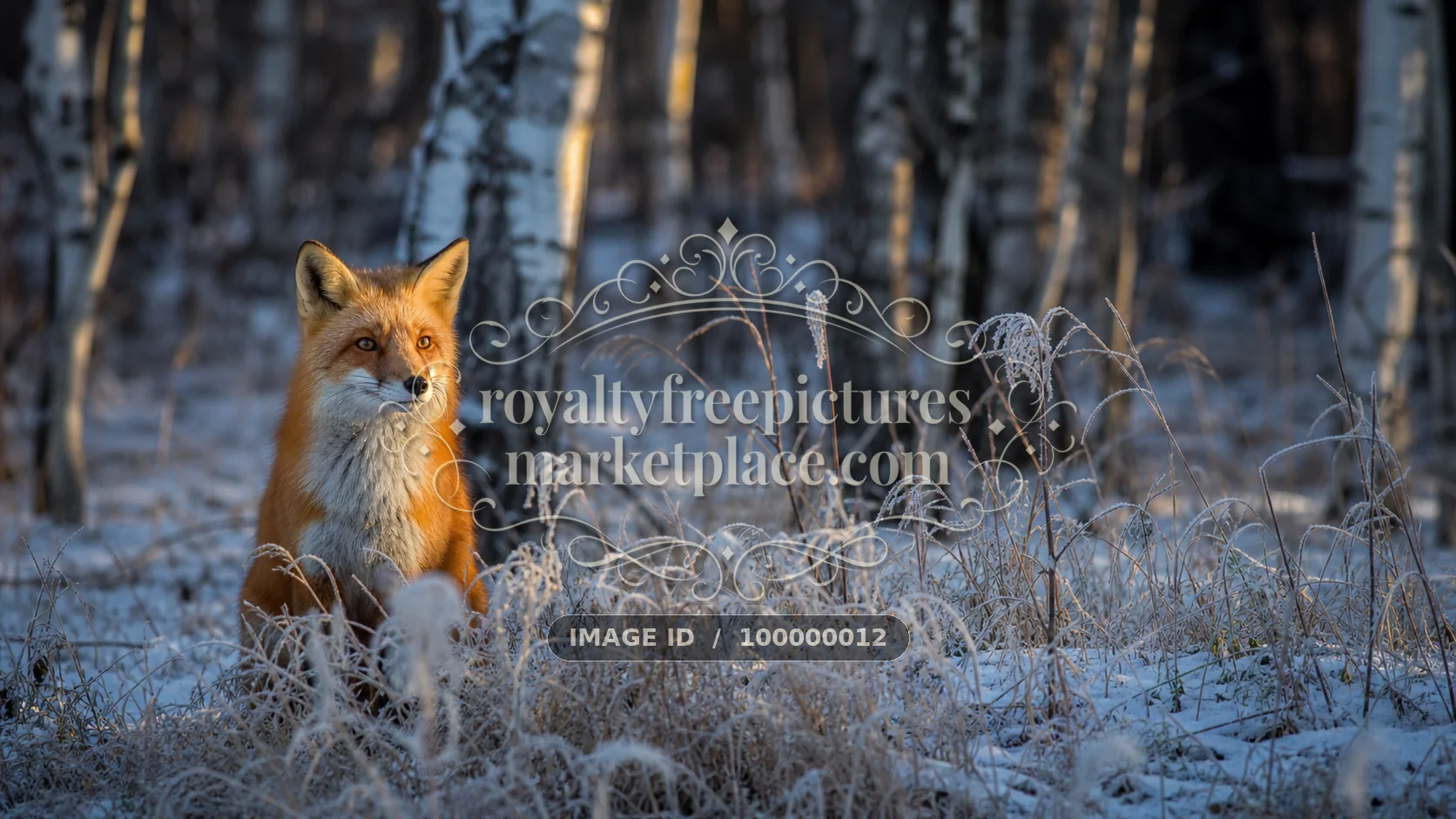 Red Fox Among Frosted Grasses