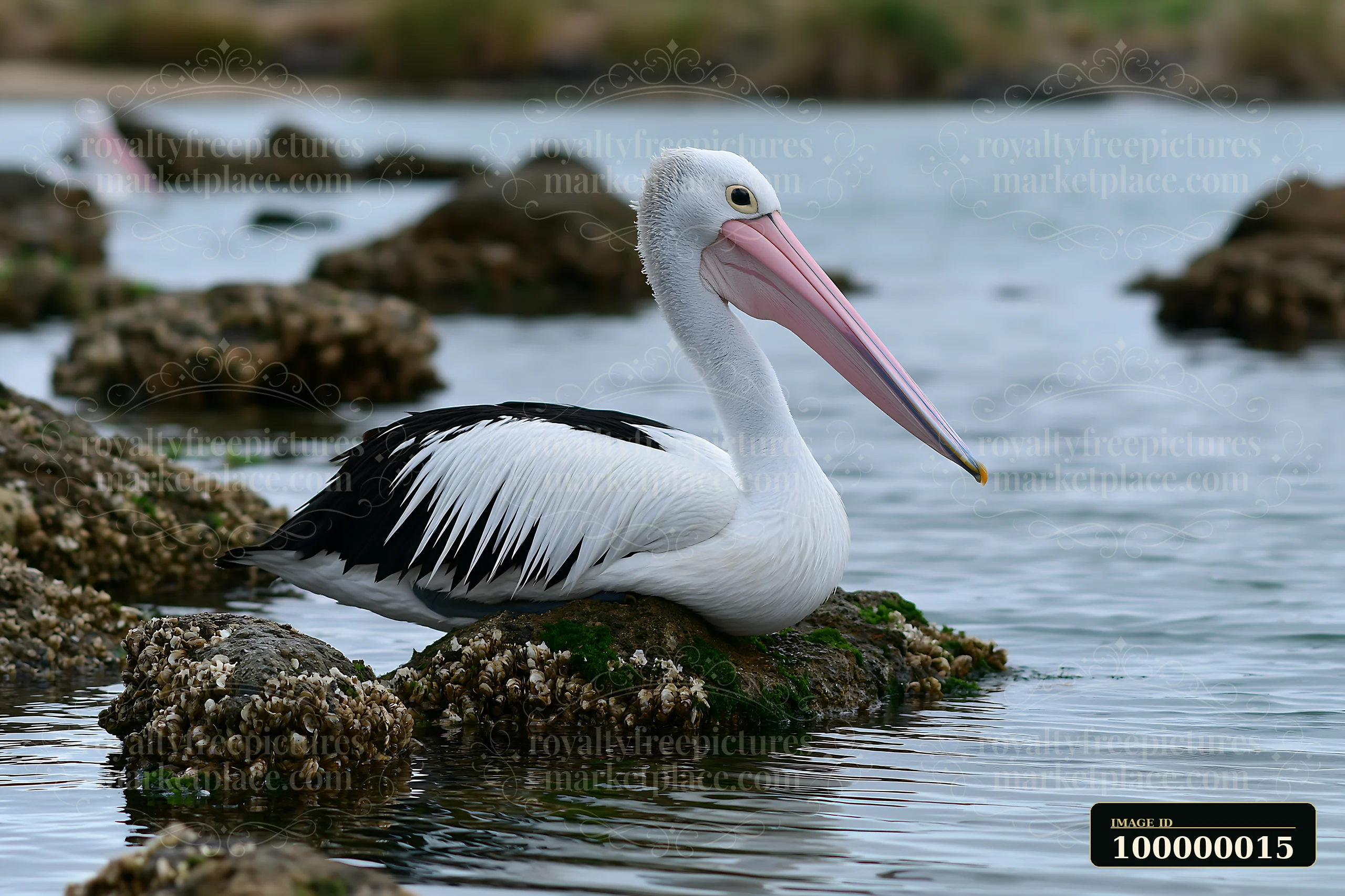 Australian pelican resting on a barnacle-covered rock in a coastal lagoon.