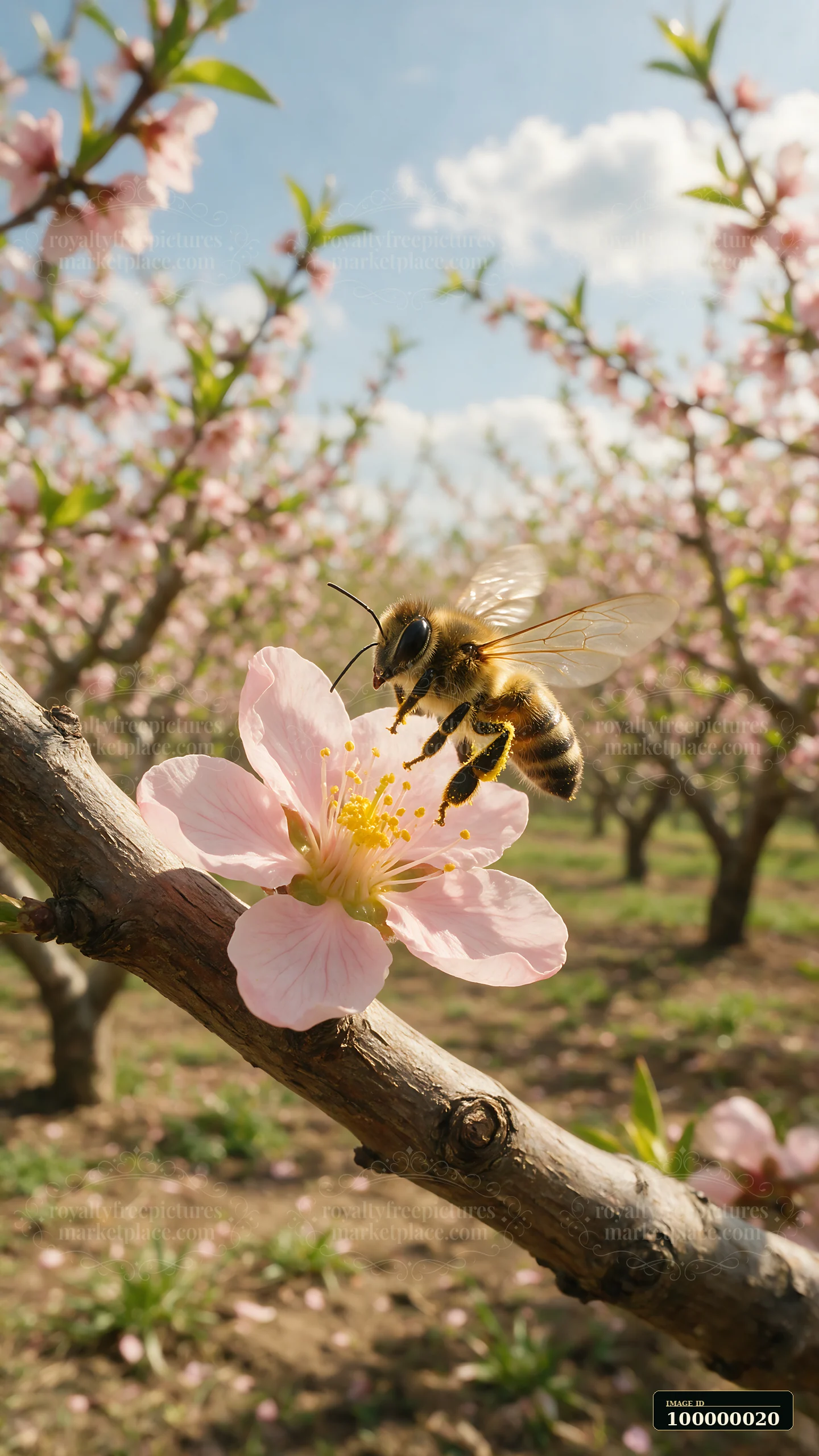 Honey bee taking off from a pink flower on a flowering tree in a sunny orchard.