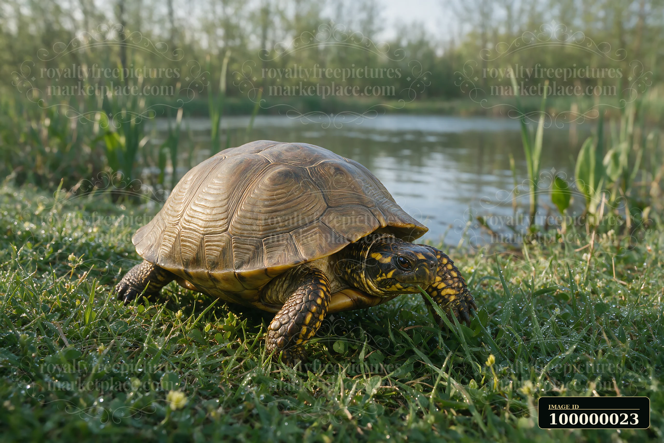 Turtle walking through wet grass beside a pond, with reeds and trees in the background.