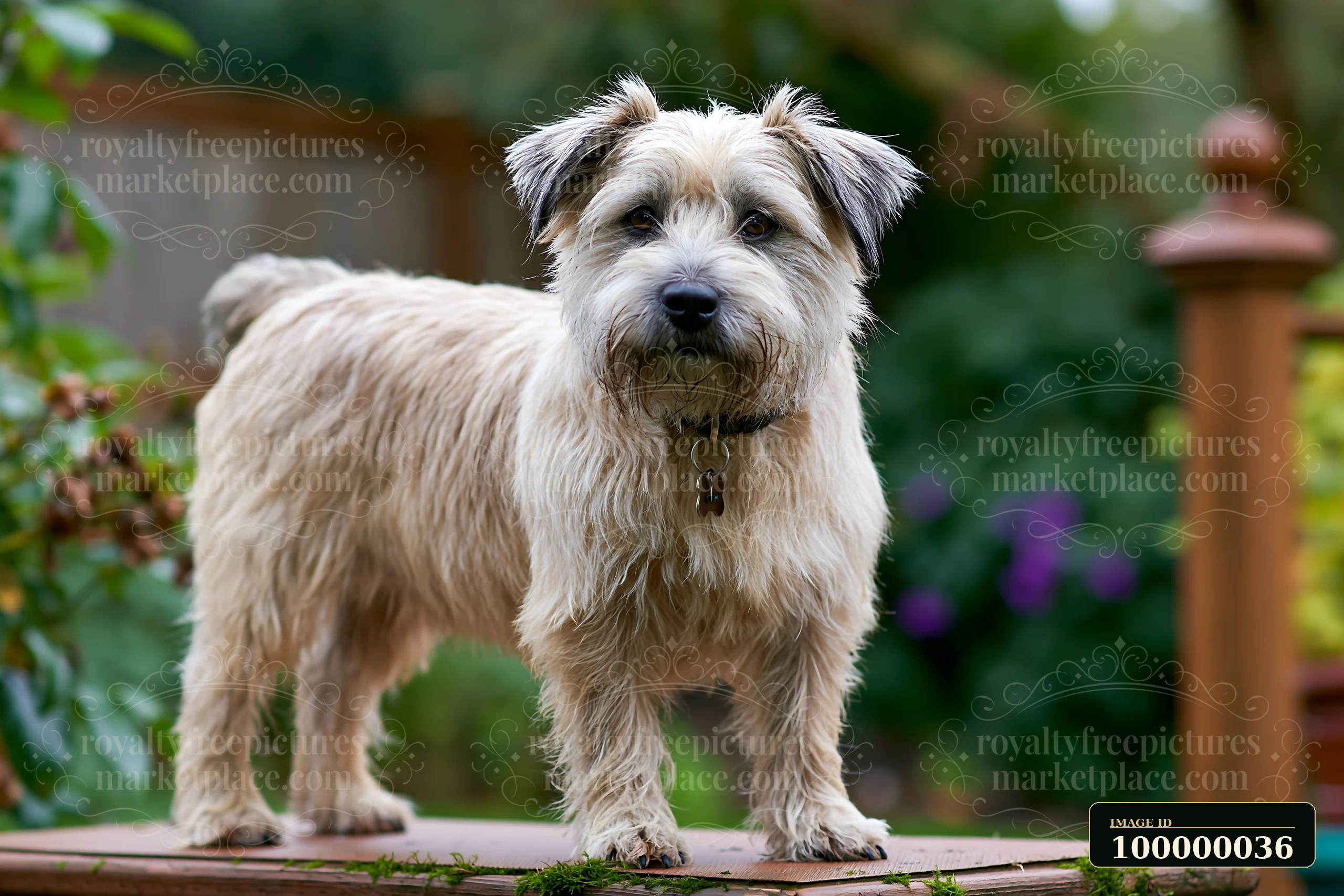 Shaggy cream-colored dog standing on a raised platform in a leafy garden.