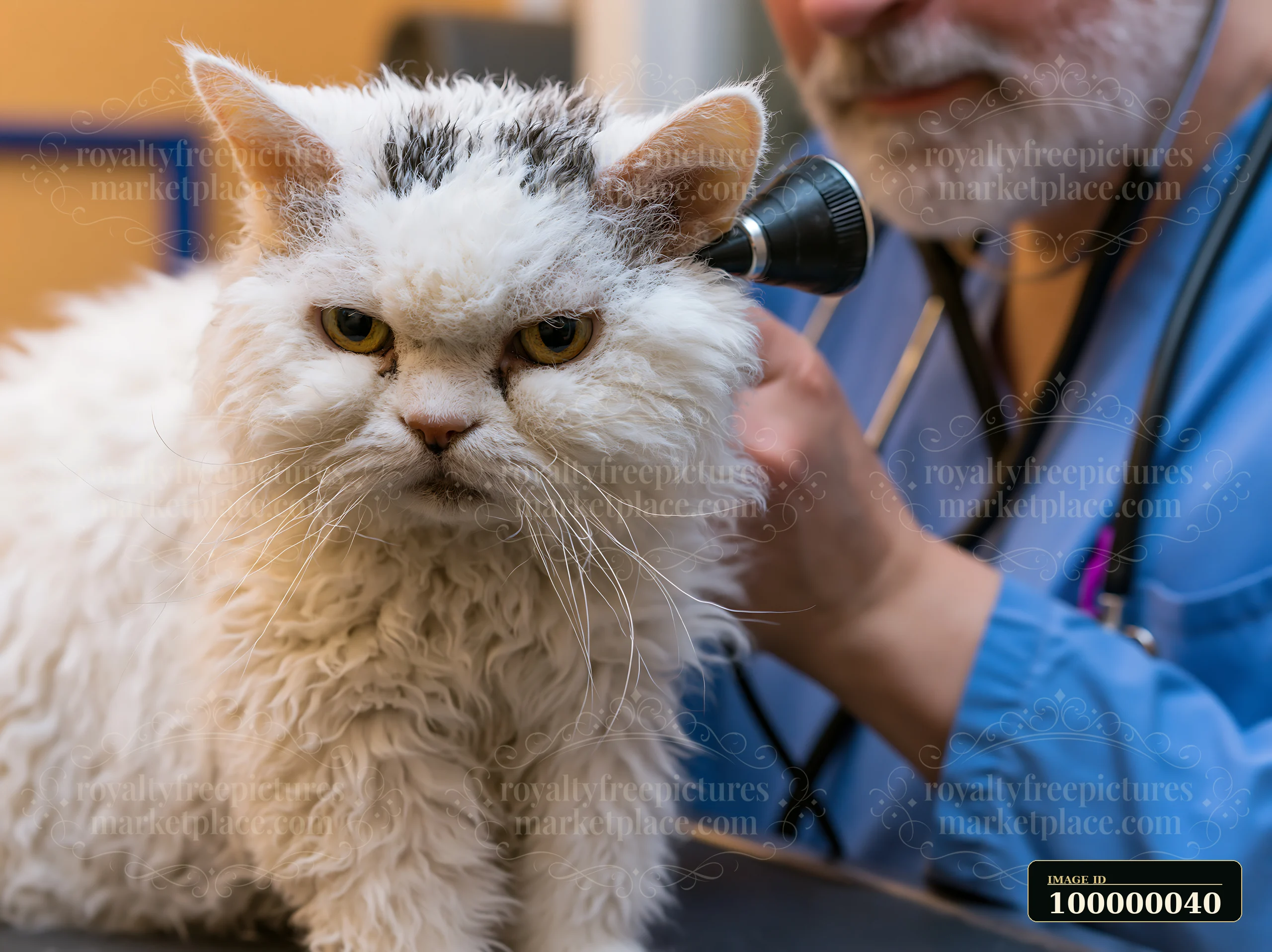 Long-haired white cat undergoing examination by a veterinary professional in a clinic.