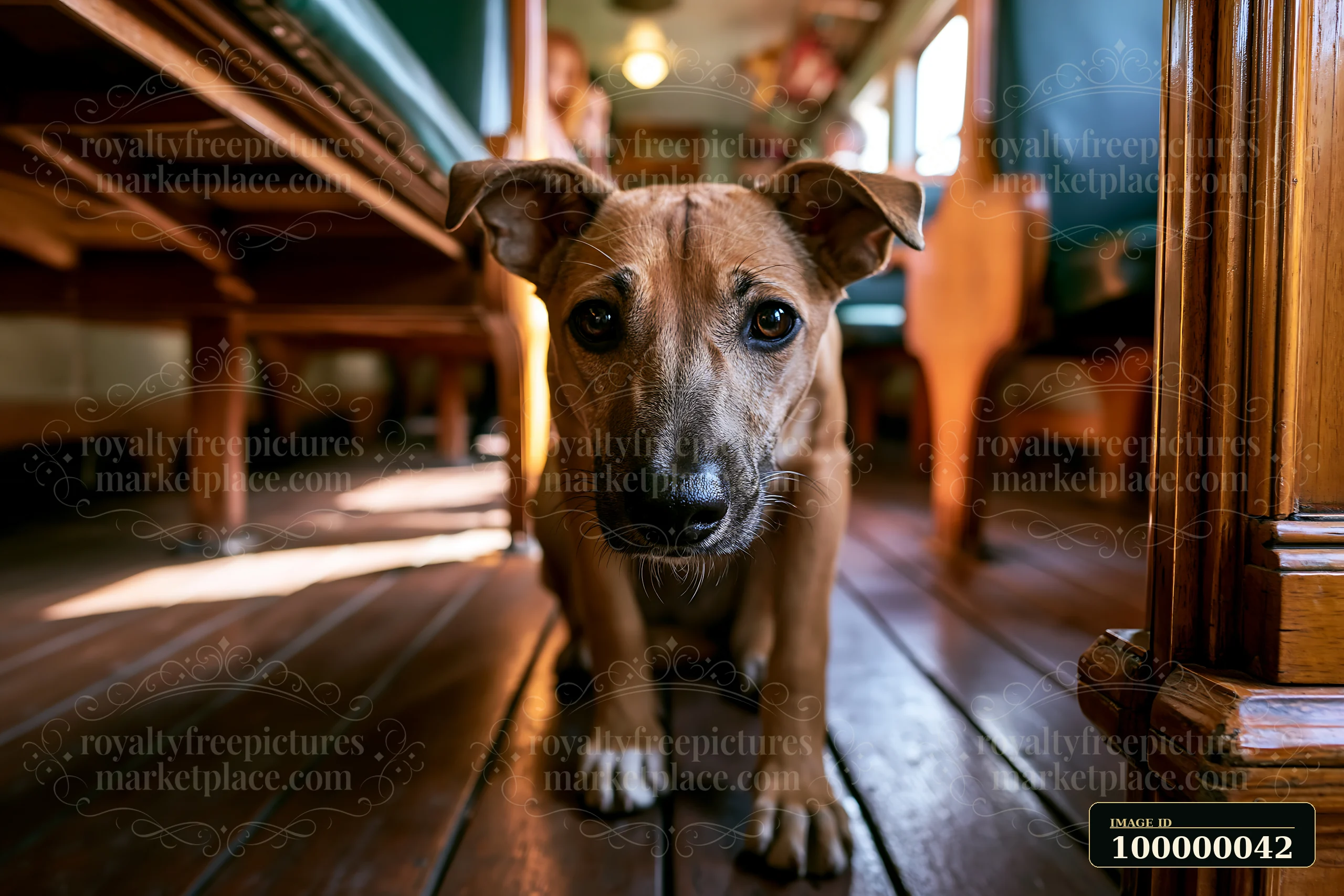 Short-haired dog standing on the wooden floor inside a warmly lit vintage train carriage.