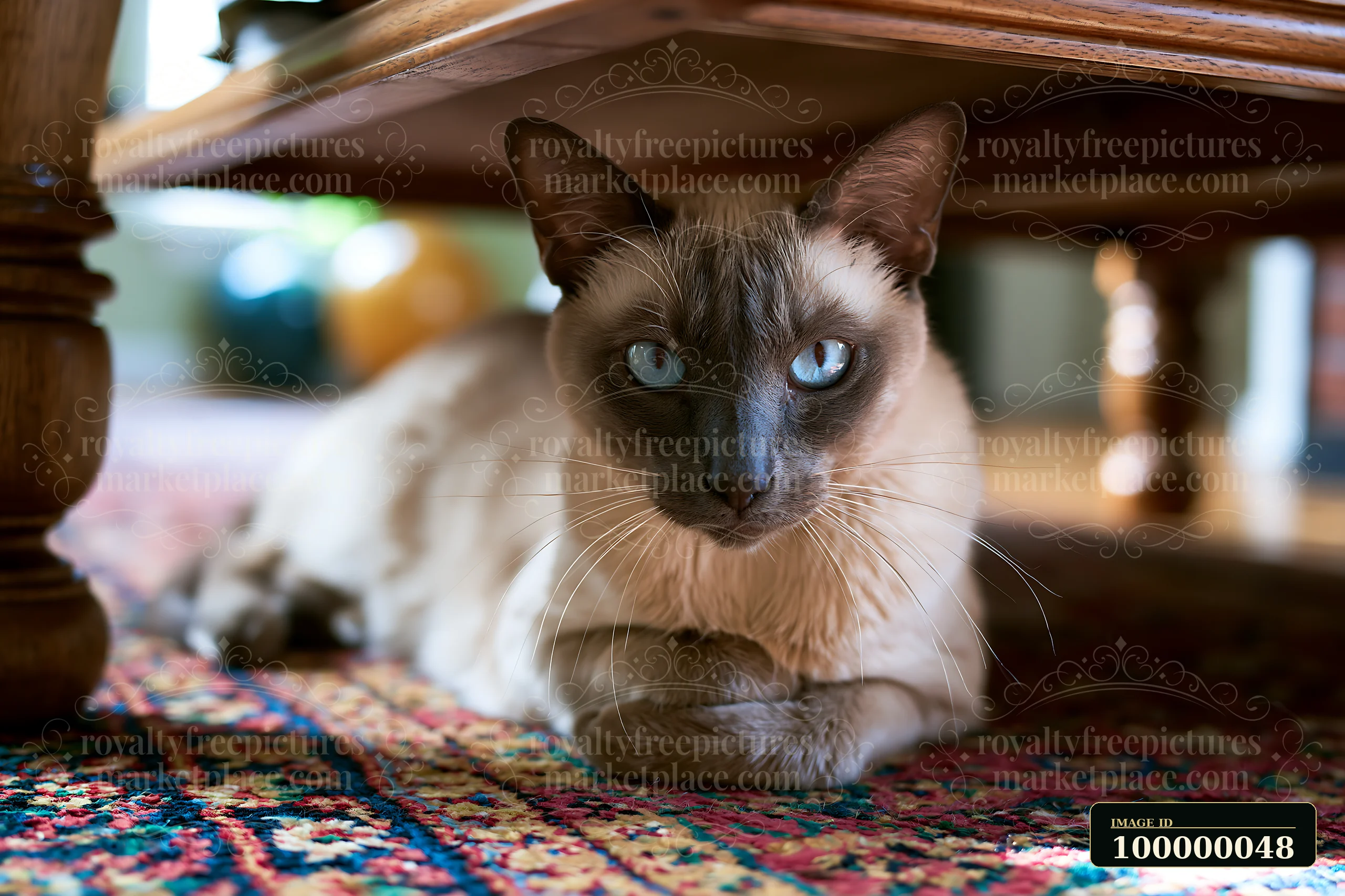 Blue-eyed Tonkinese cat resting on a colorful patterned rug beneath a wooden table.
